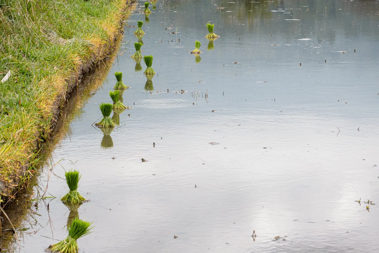 Riz ployant dans un étang calme avec du vert herbeux à la rive gauche.