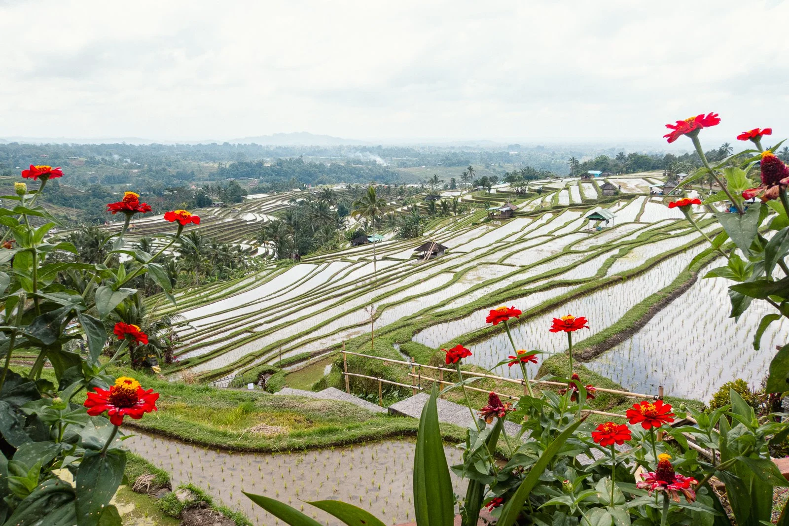 Paysage de rizières en terrasses avec des fleurs rouges en premier plan, sous un ciel nuageux.