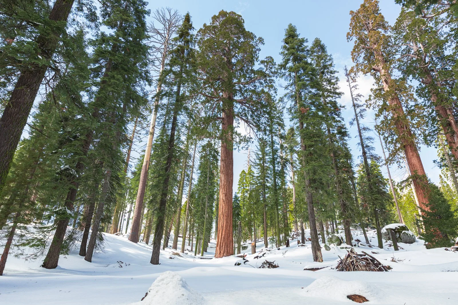 Forêt enneigée avec de grands arbres, sol couvert de neige, ciel bleu, et rochers visibles dans la forêt.