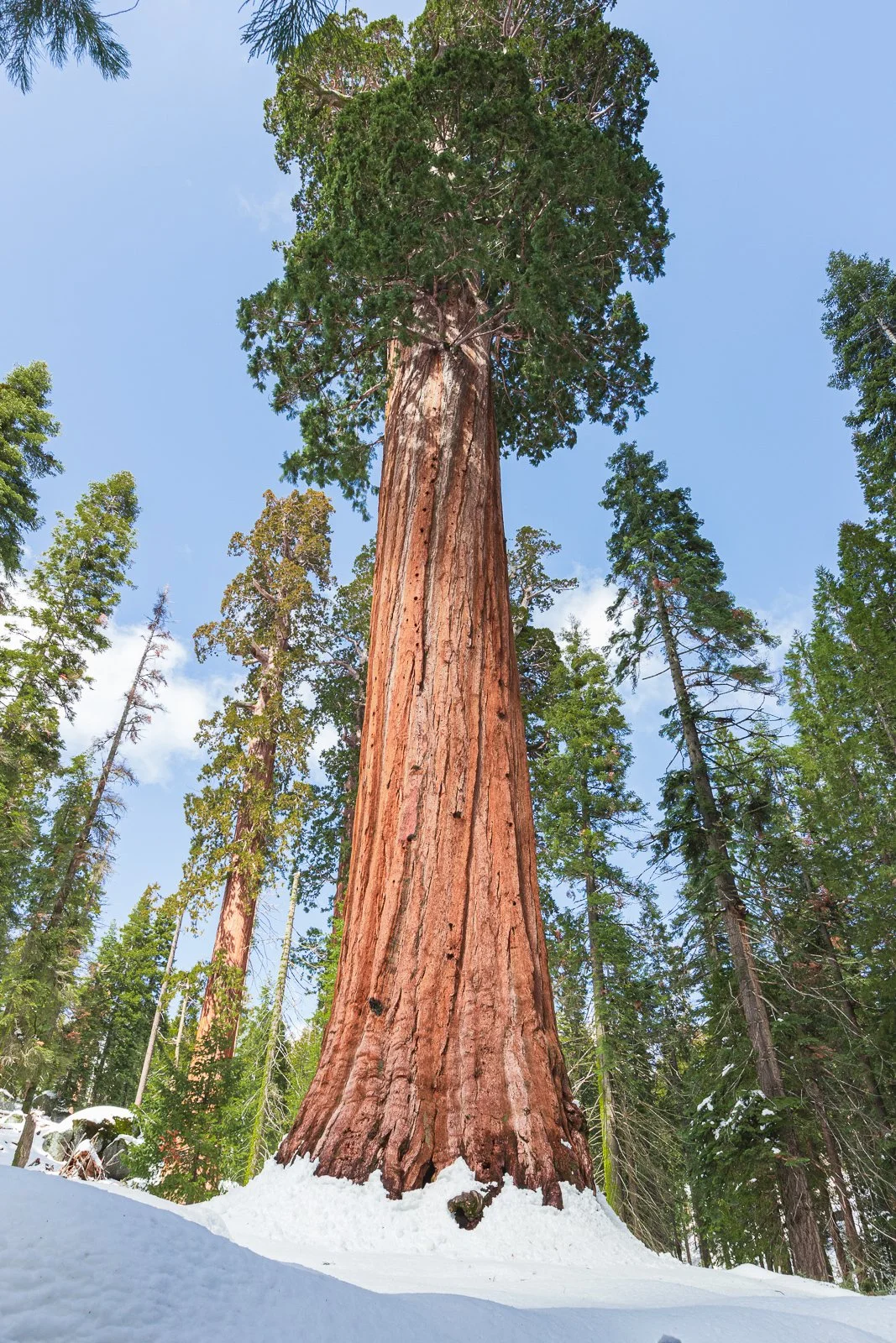 Gros plan sur une séquoia dans une forêt enneigée, avec d'autres arbres verts et un ciel bleu en arrière-plan.