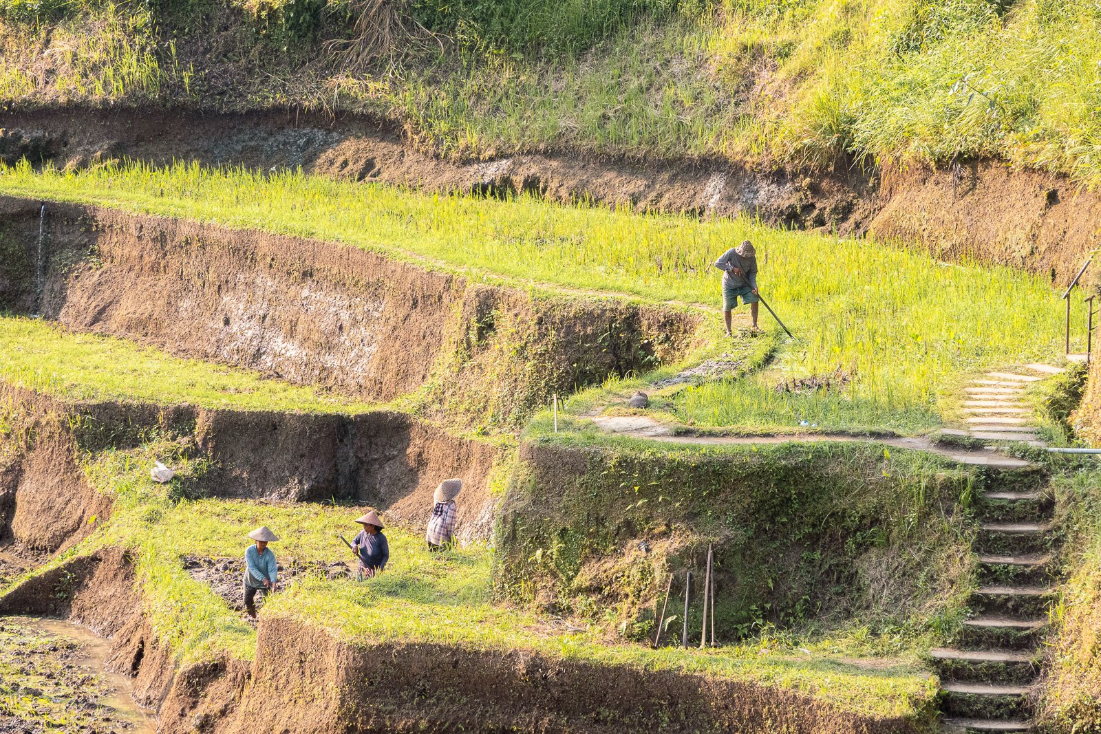 Paysans travaillant dans un champ en terrasses avec des outils agricoles, portant des chapeaux coniques dans un paysage verdoyant et ensoleillé