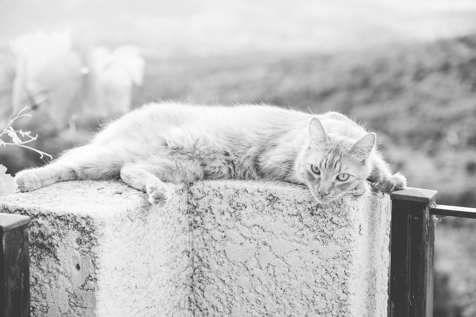 Chat allongé sur une surface en pierre, regardant vers l'objectif, en noir et blanc.