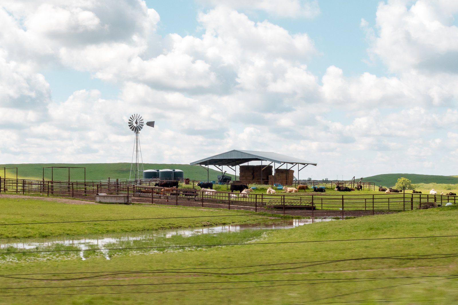 Champ agricole avec des brebis et des taureaux, clôture en bois, structure de stockage avec foin, éolienne à vent, ciel nuageux.