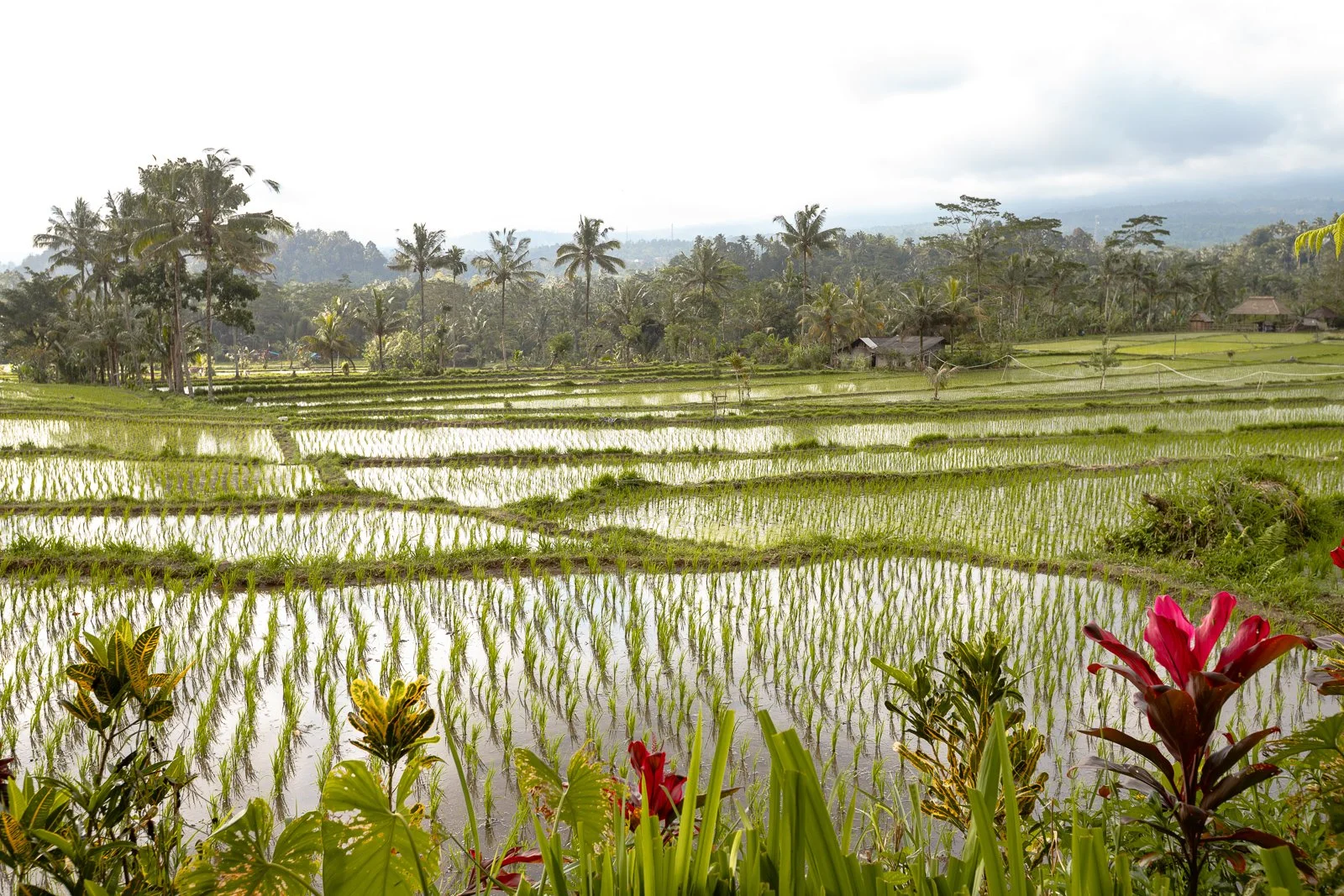 Champ de riz pluvial avec des jeunes pousses d'herbe qui poussent dans l'eau, entouré de végétation tropicale et de palmiers, avec des maisons en arrière-plan dans un environnement rural tropical.