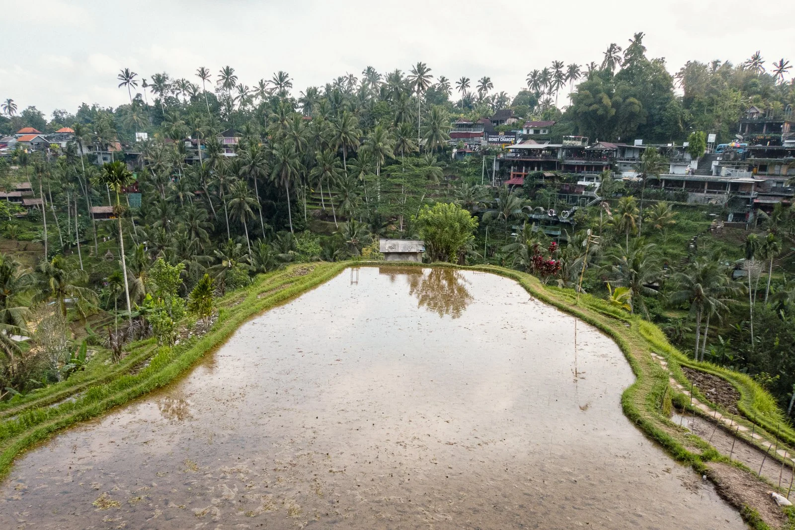 Rizière avec reflet d'arbres dans l'eau, entourée de végétation verte, avec une ville en arrière-plan sur une colline.