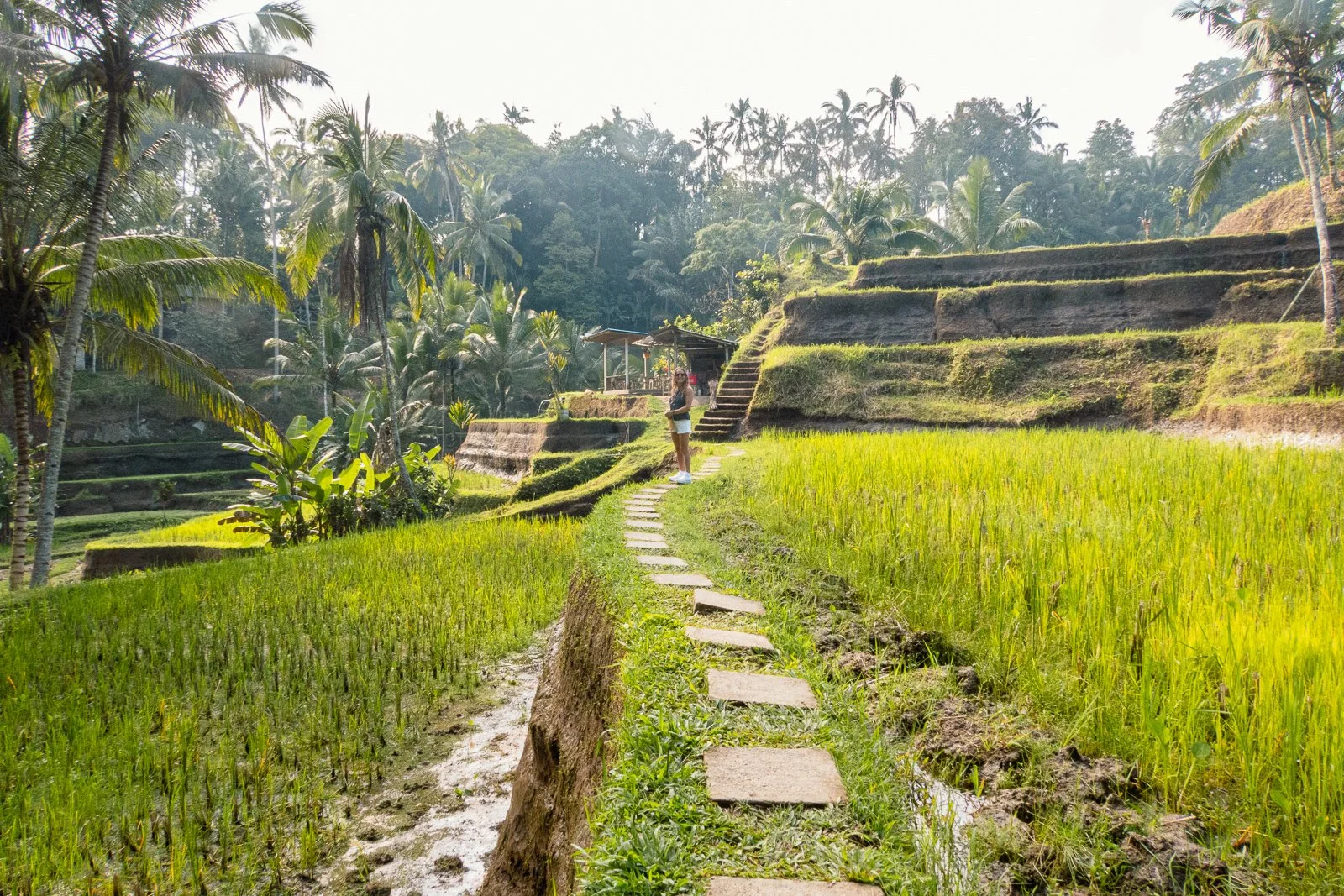 Terrasses de cultures en rizière avec une personne se tenant sur le sentier pavé