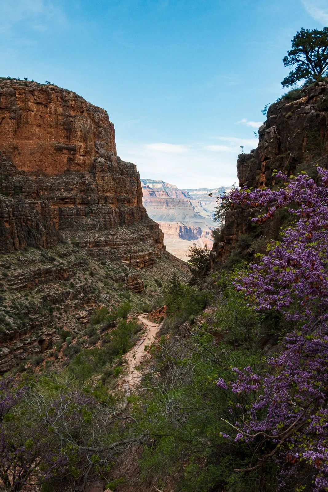 Vue du Grand Canyon avec des formations rocheuses et des fleurs violettes en premier plan.
