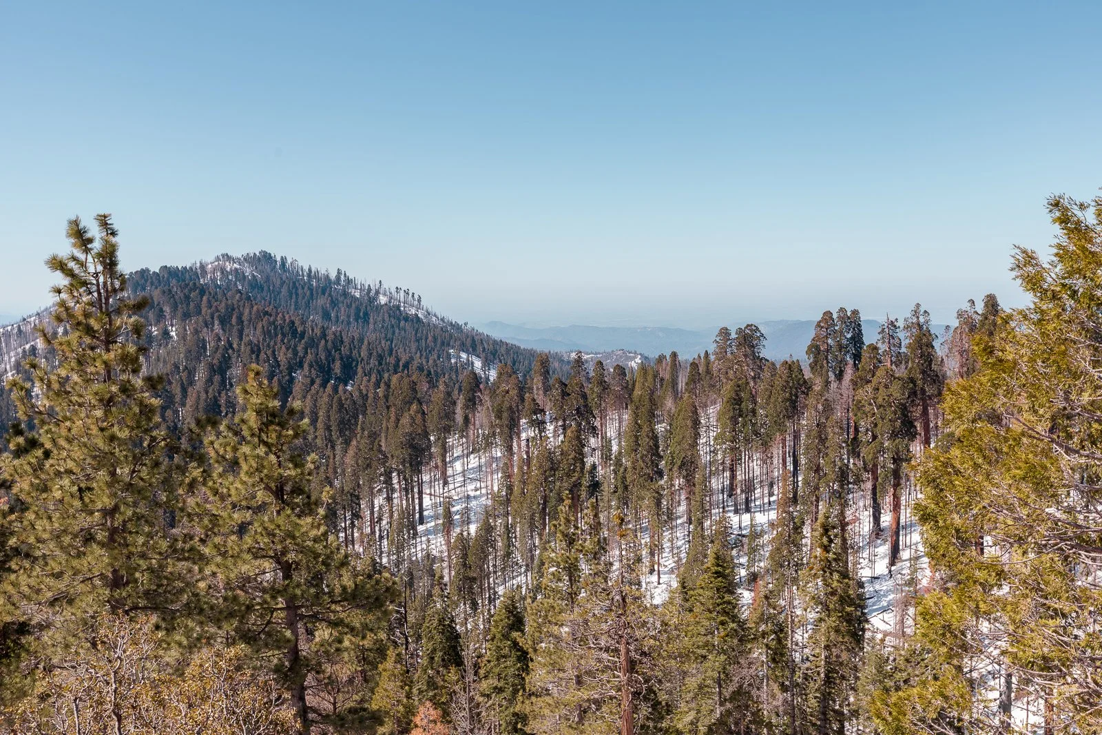 Forests de conifères enneigés avec montagnes en arrière-plan, ciel clair en hiver.