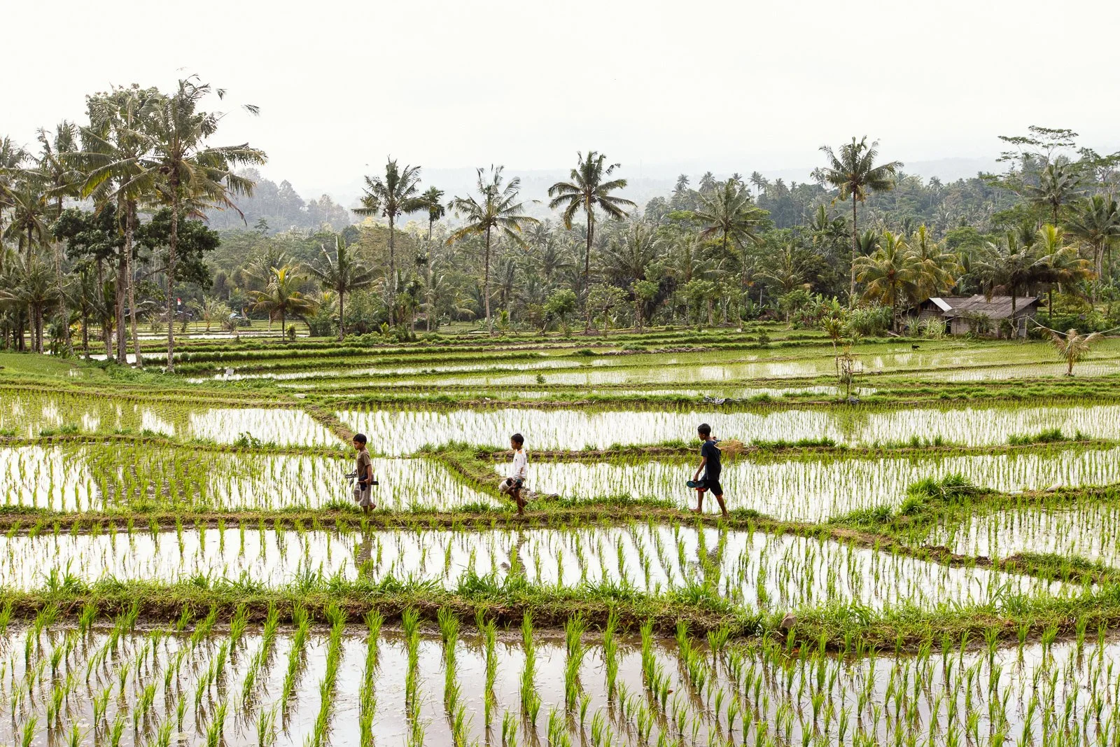 Champ de riz inondé avec trois personnes marchant sur un sentier dans le champ, entouré de palmiers et de végétation tropicale.