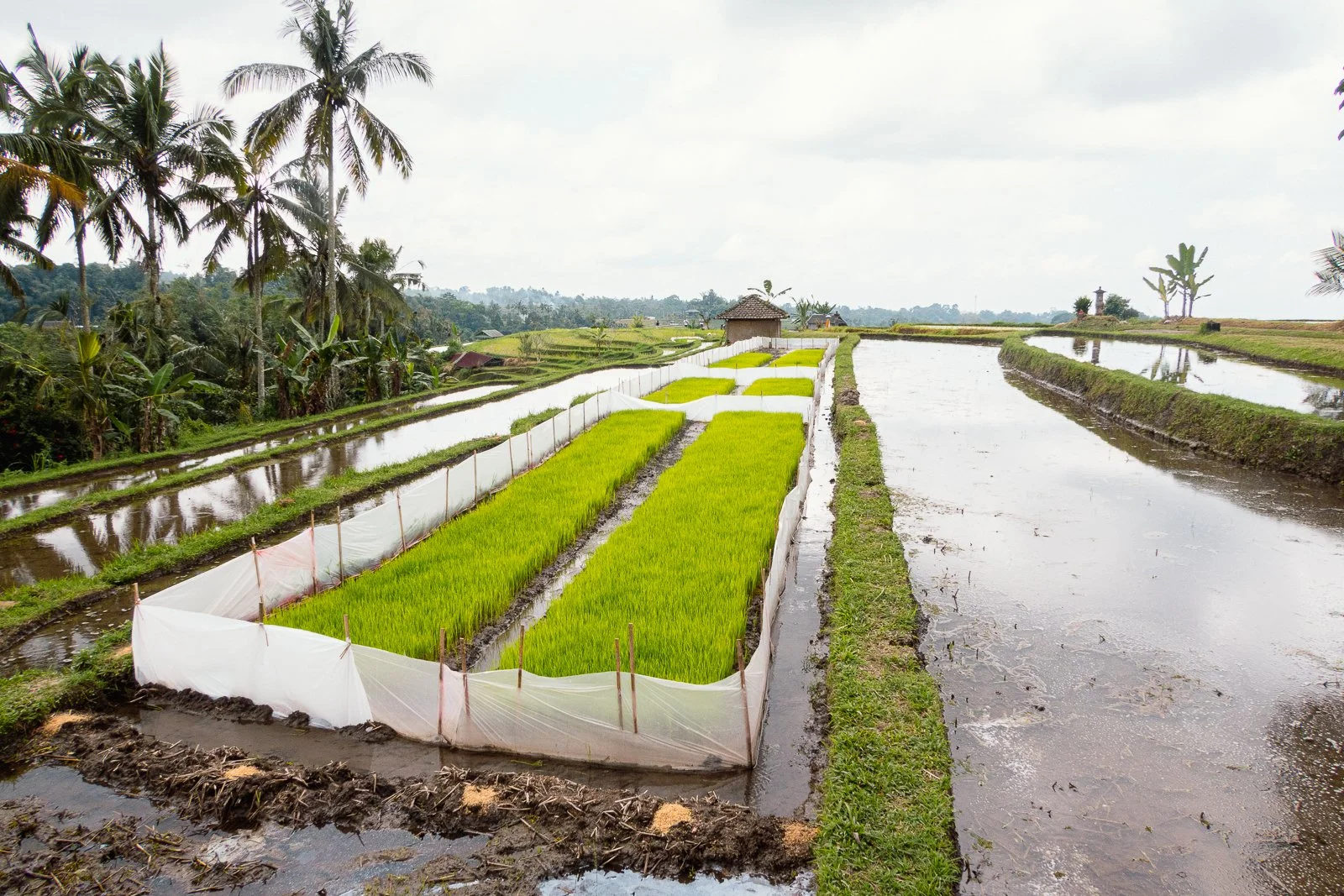 Champ de riziculture verdoyant entouré de champs d'eau et de palmiers vers un ciel nuageux dans un paysage rural asiatique.