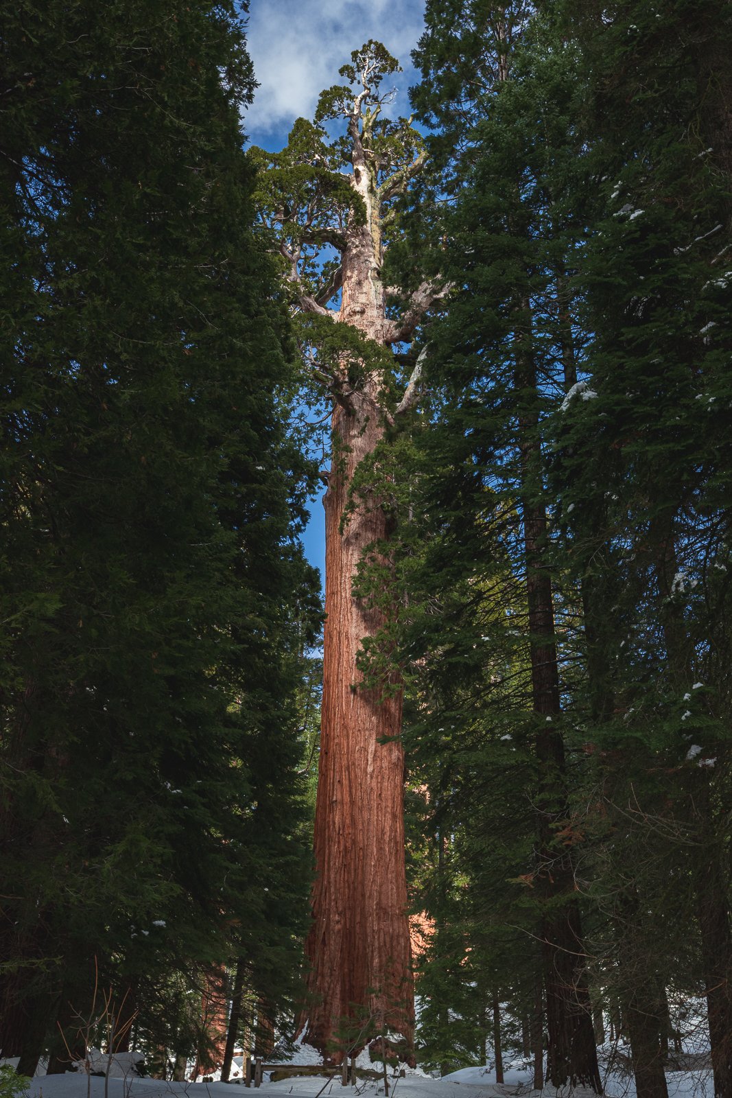 Gros arbre dans une forêt enneigée, entouré de conifères, ciel bleu avec quelques nuages.