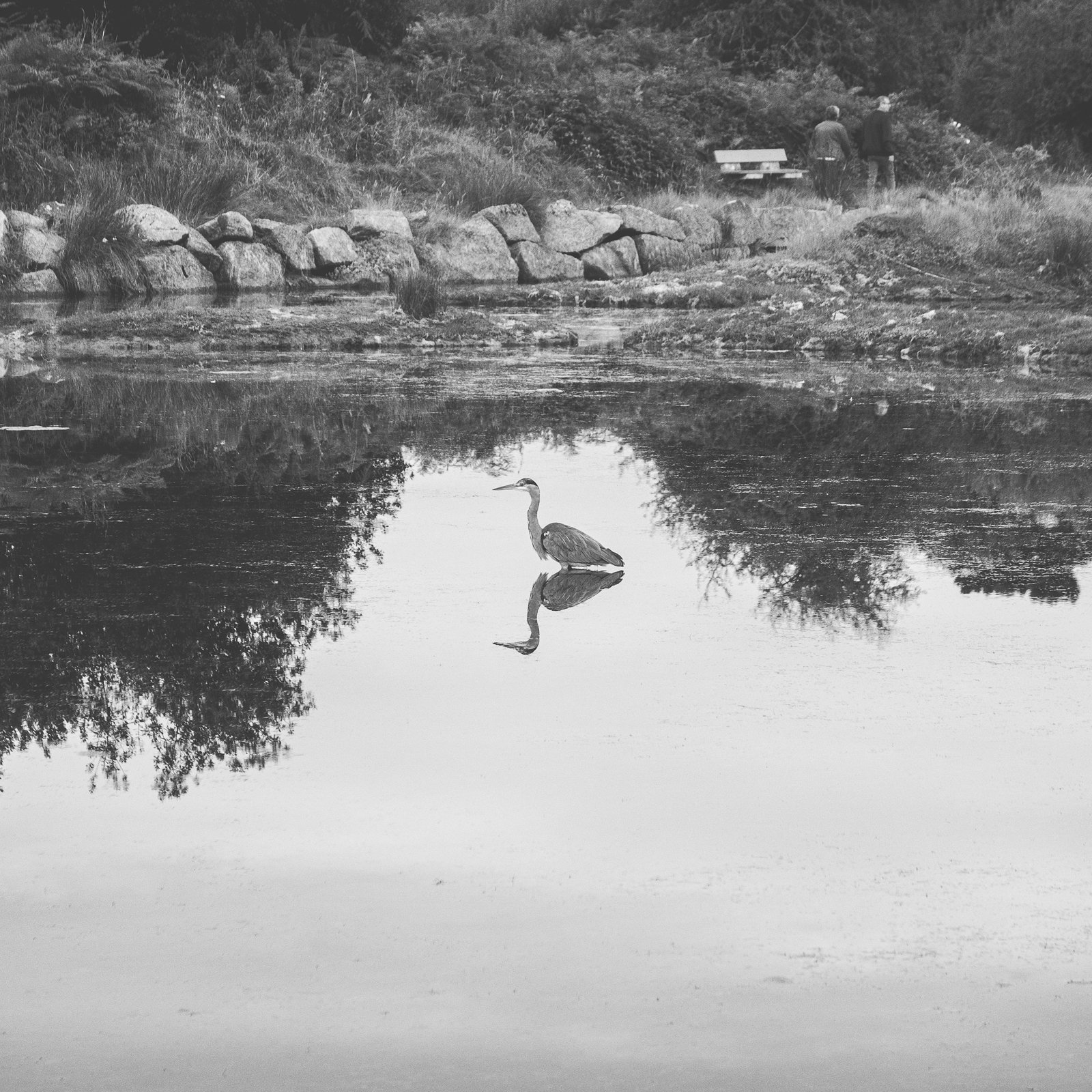 Une scène en noir et blanc avec un héron debout dans l’eau, sa réflexion visible dans la surface calme. En arrière-plan, deux personnes marchent sur un chemin bordé d’une pierre de rivière et de végétation, avec un banc visible derrière elles.