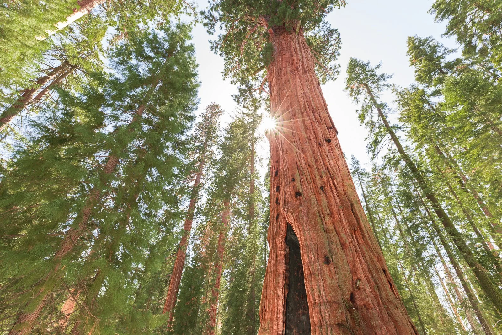 Un arbre gigantesque dans une forêt avec la lumière du soleil passant à travers le feuillage.