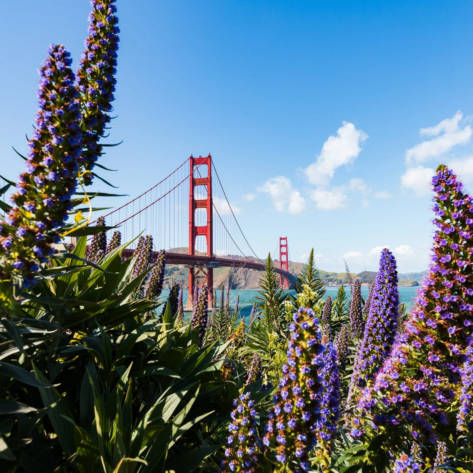 Le pont du Golden Gate visible à travers des fleurs violettes et des plantes vertes, sous un ciel bleu avec quelques nuages.