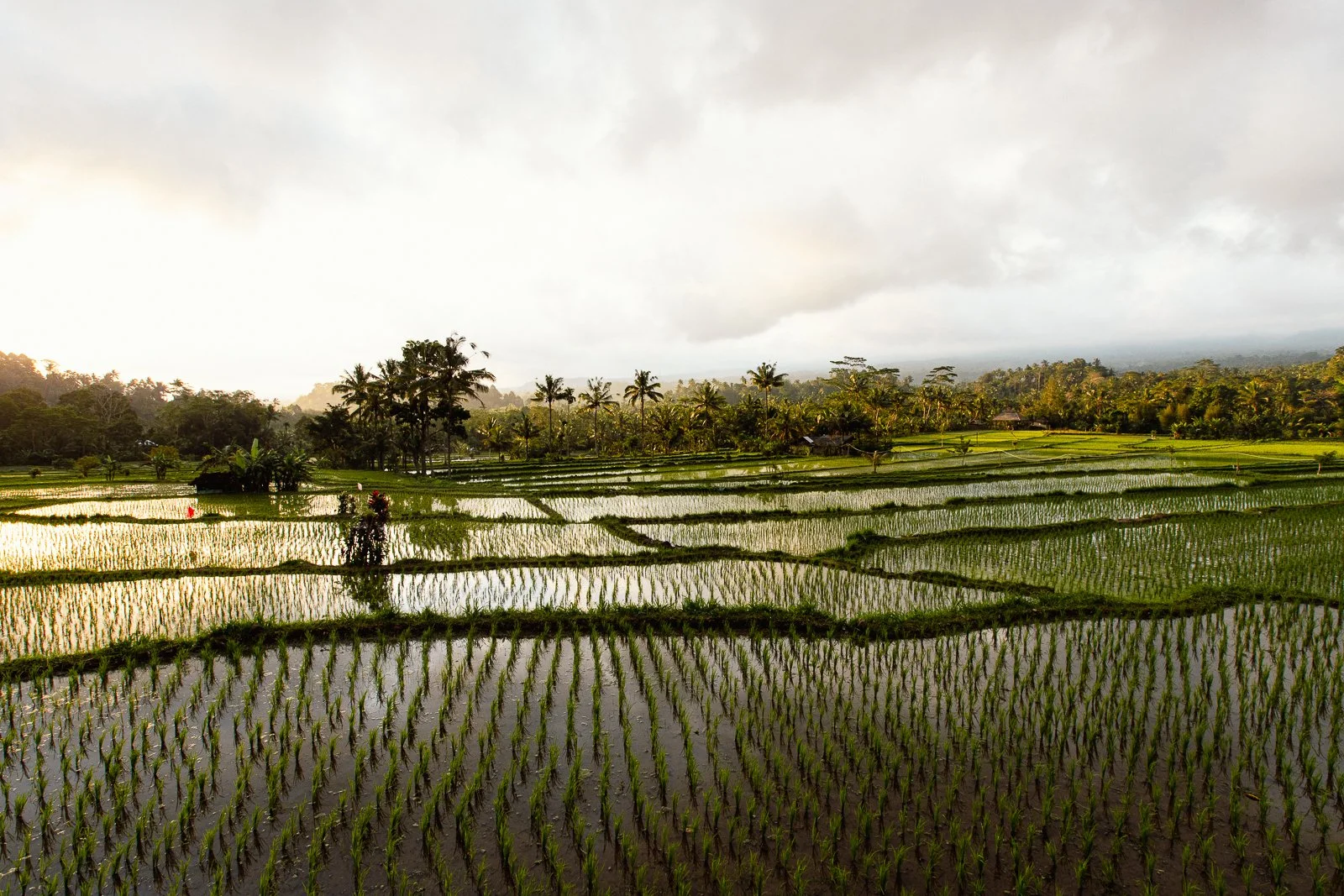 Champs de riz verdoyants sous un ciel nuageux, avec des palmiers au fond, au crépuscule ou à l'aube.