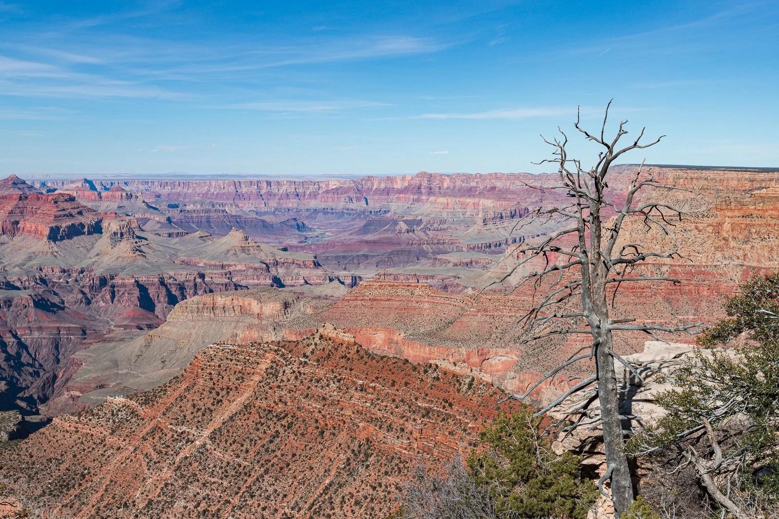 Vue du Grand Canyon avec un arbre mort au premier plan et un ciel bleu clair.