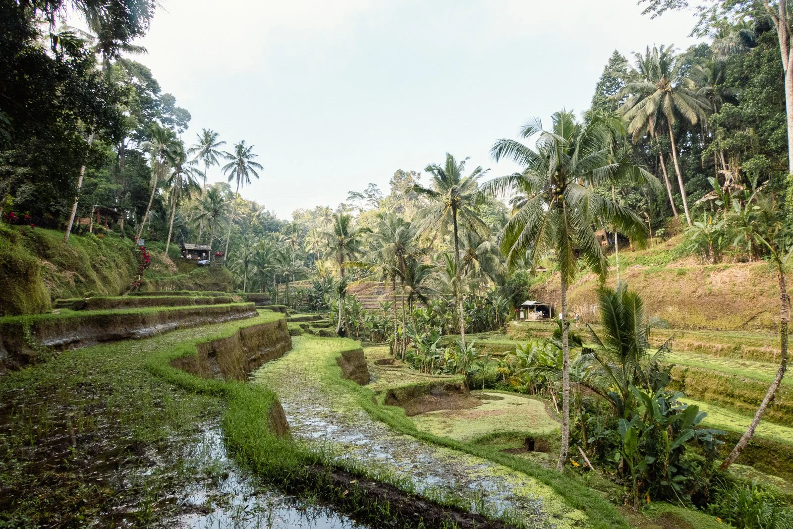 Paysage de terrasses agricoles en terrasses avec des palmiers et une végétation luxuriante. Le sol est humide avec de l'eau stagnante dans certaines zones.