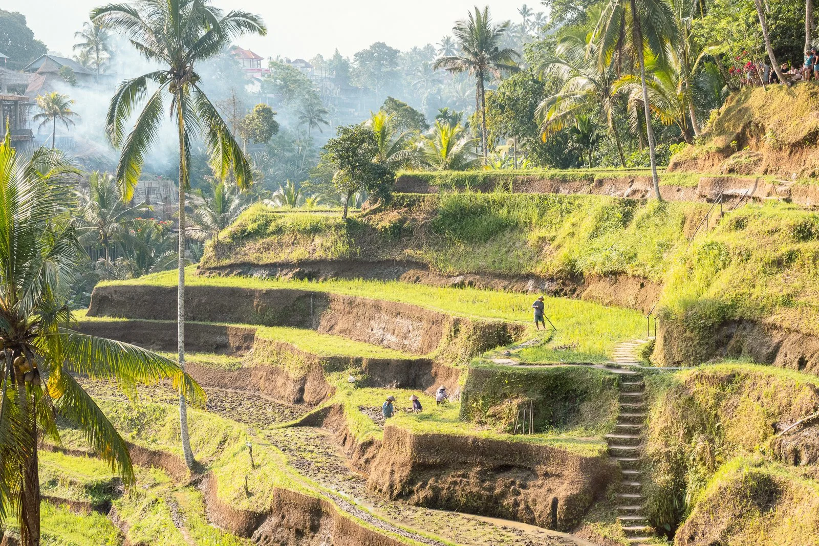 Terrasses agricoles en terrasse dans un paysage tropical avec des palmiers, des personnes travaillant dans les champs et une végétation abondante