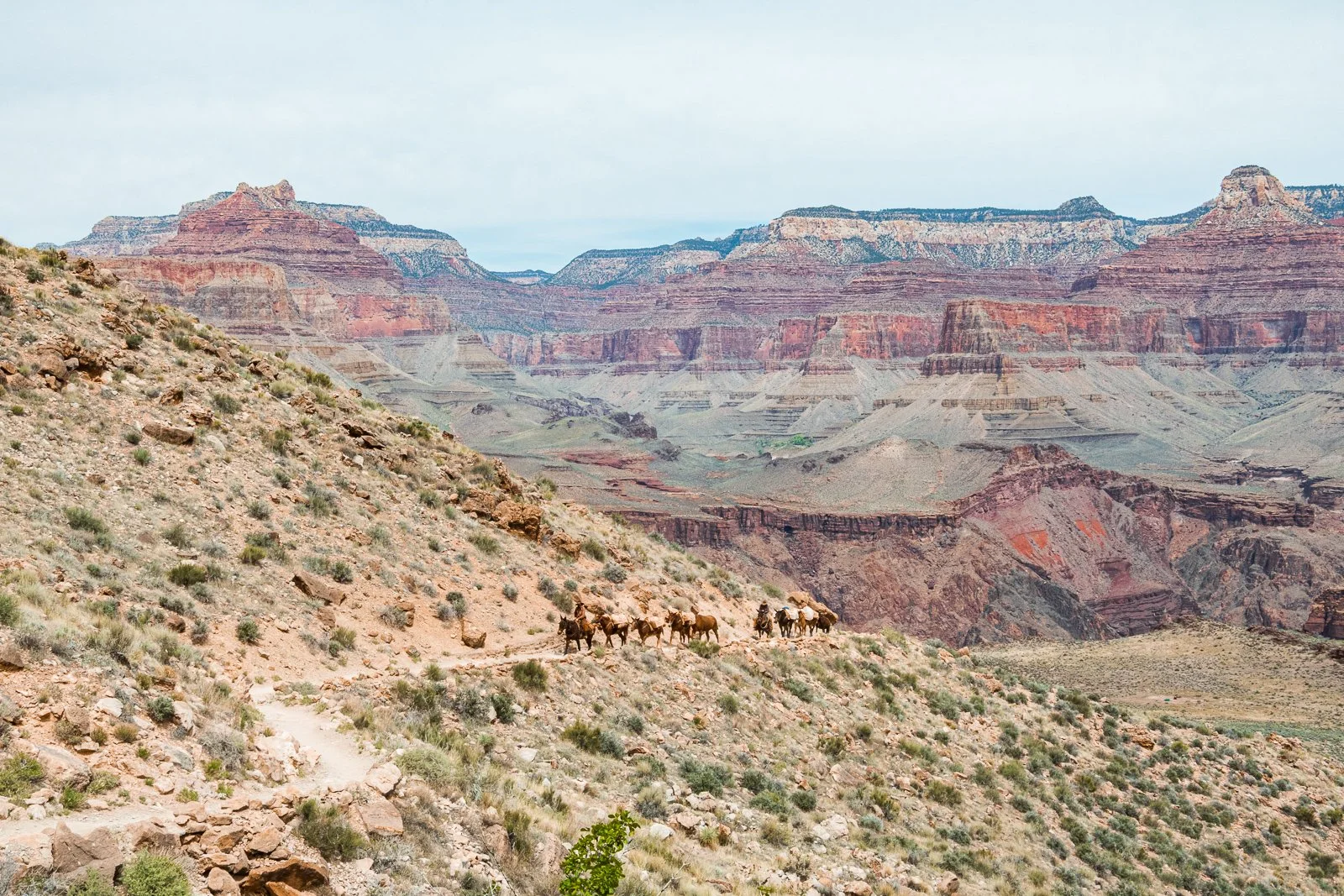 Randonneurs à cheval traversant le Grand Canyon.