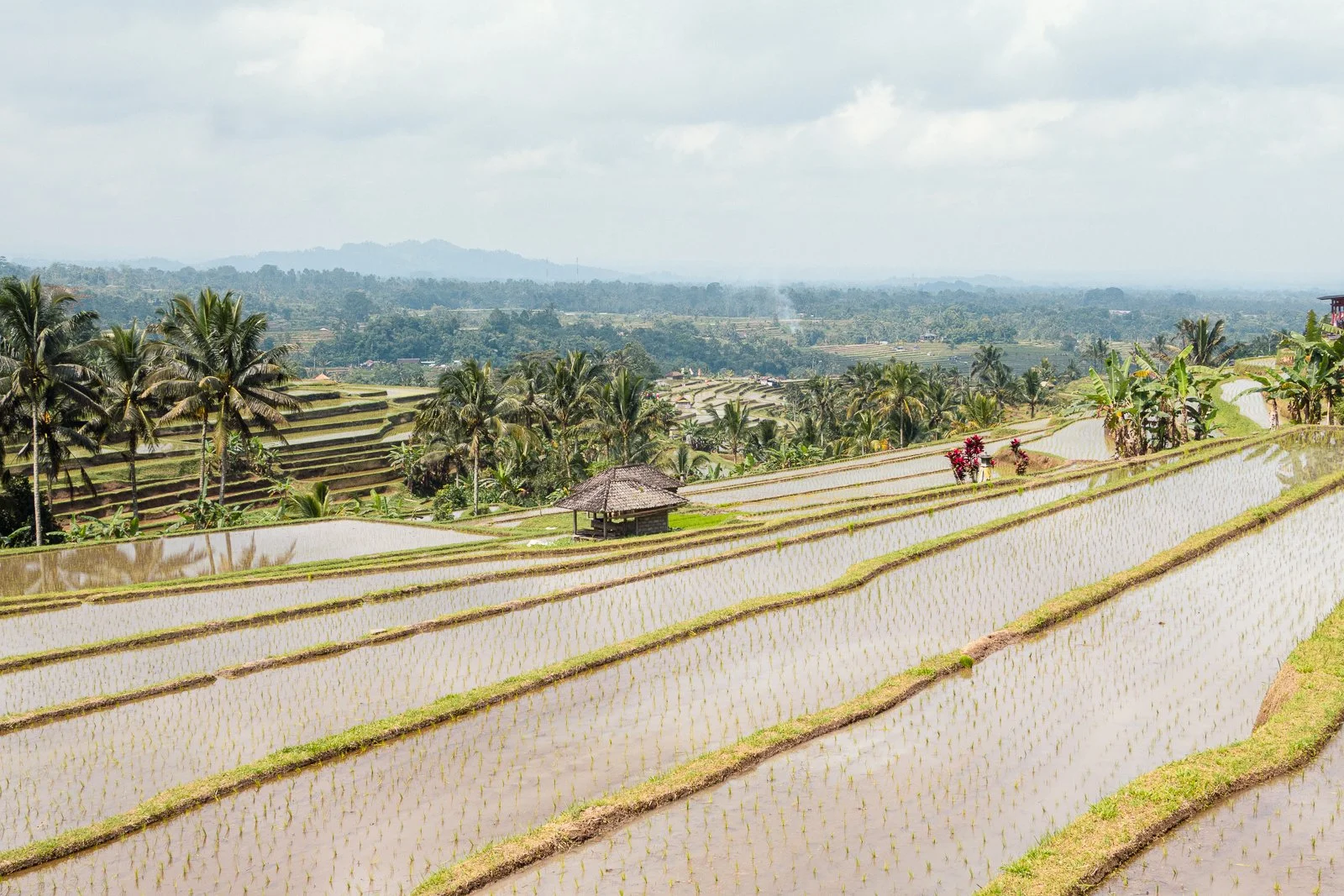 Champ de riz en terrasses au Vietnam avec palmiers et huttes en bois, paysage rural sous ciel nuageux.