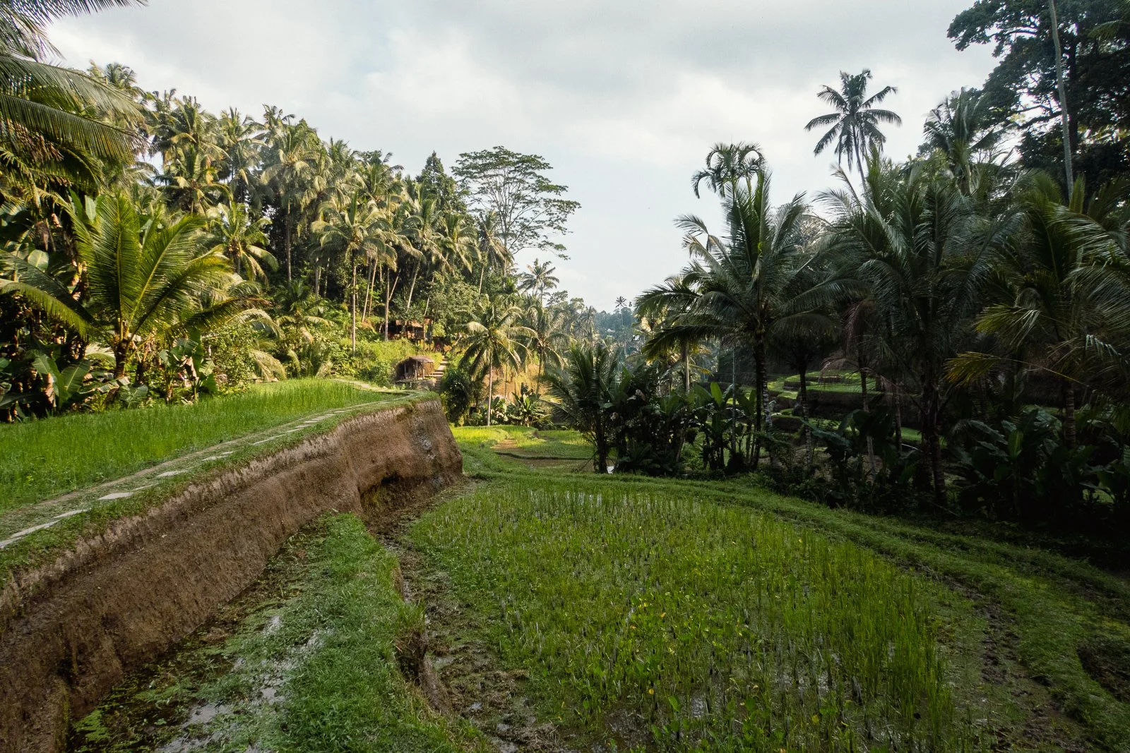 Rizières verdoyantes entourées de palmiers et de végétation dense dans une région tropicale