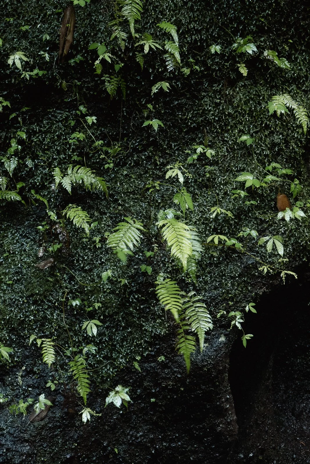 Feuillage verdoyant de fougères et plantes dans un environnement humide, probablement dans une forêt tropicale, avec une surface sombre et lisse en arrière-plan.