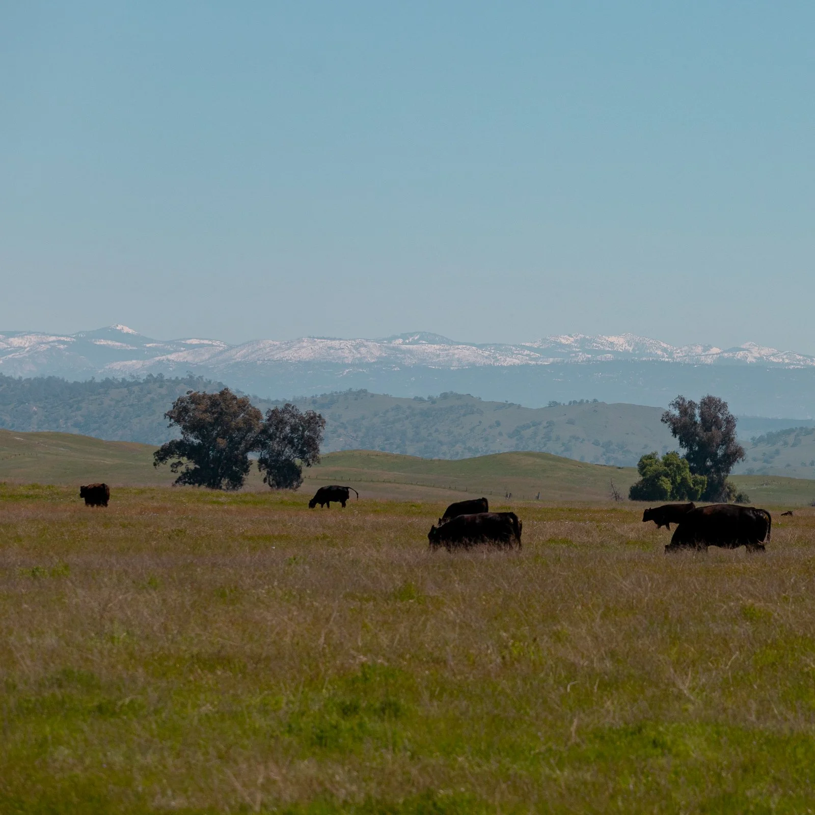 Prairie avec des vaches, arbres, montagnes en arrière-plan et ciel clair.