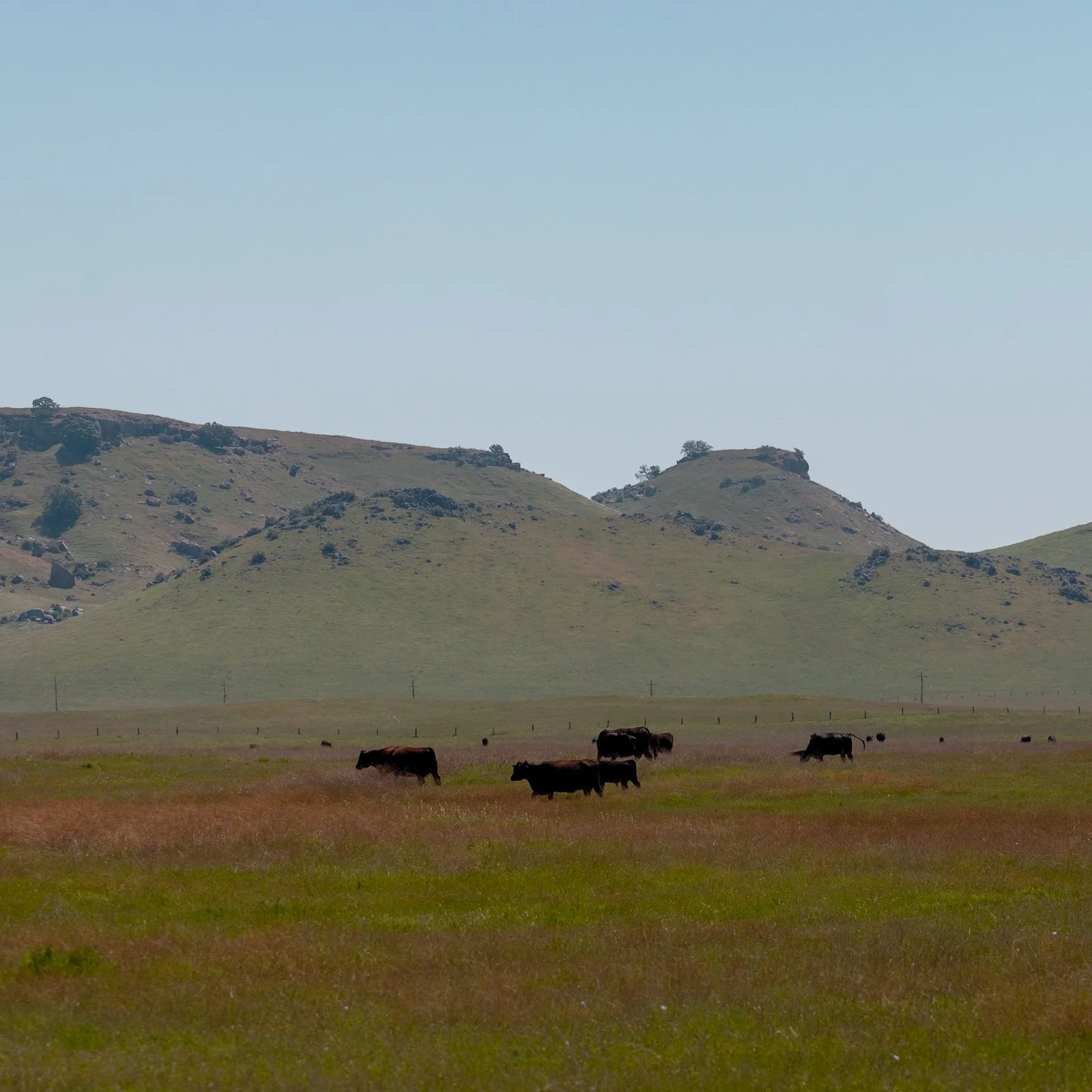 Prairie avec des vaches brunes et noires, avec des collines vertes et un ciel dégagé.