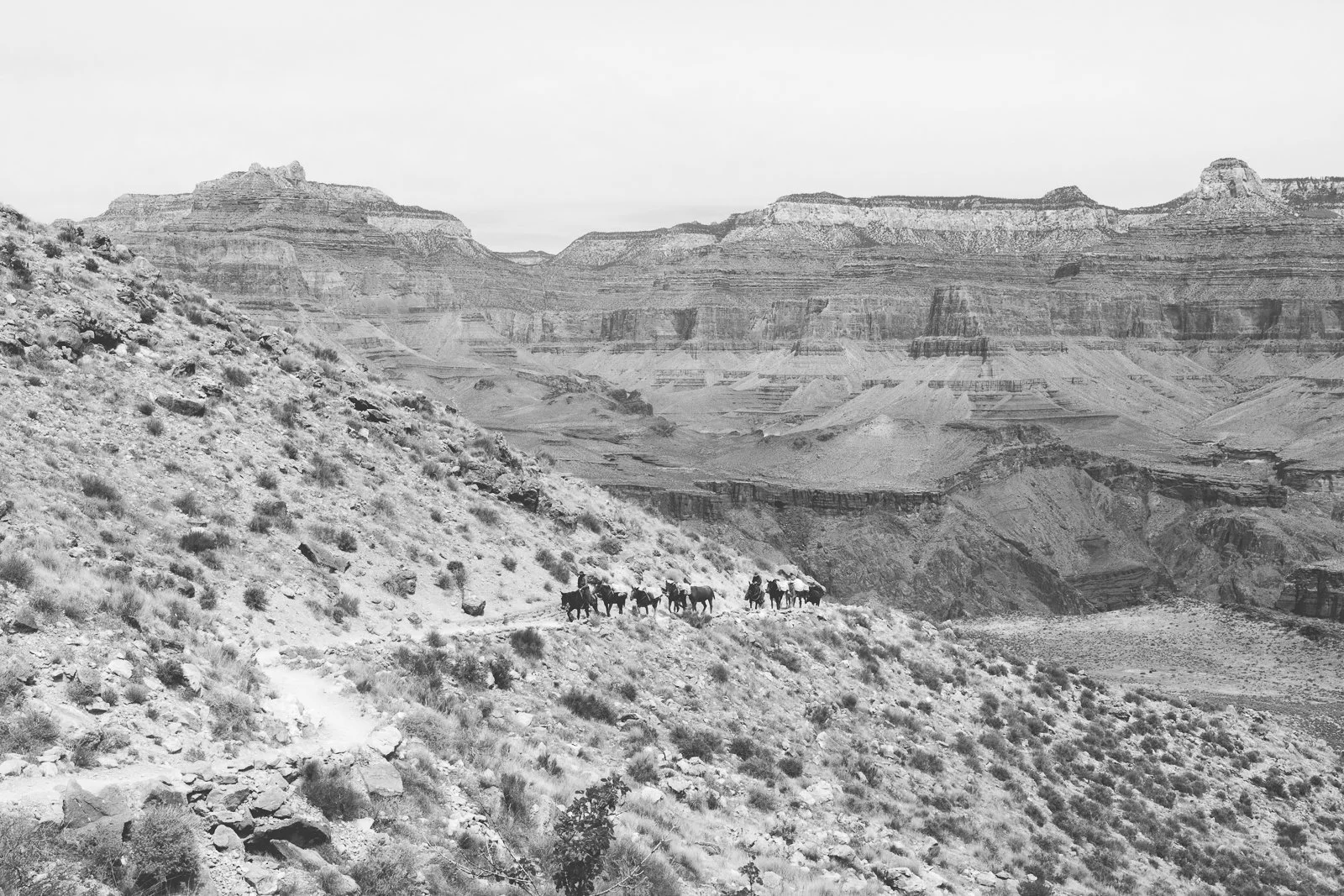 Photo en noir et blanc du Grand Canyon avec un groupe de chevaux suivant un sentier en pente.