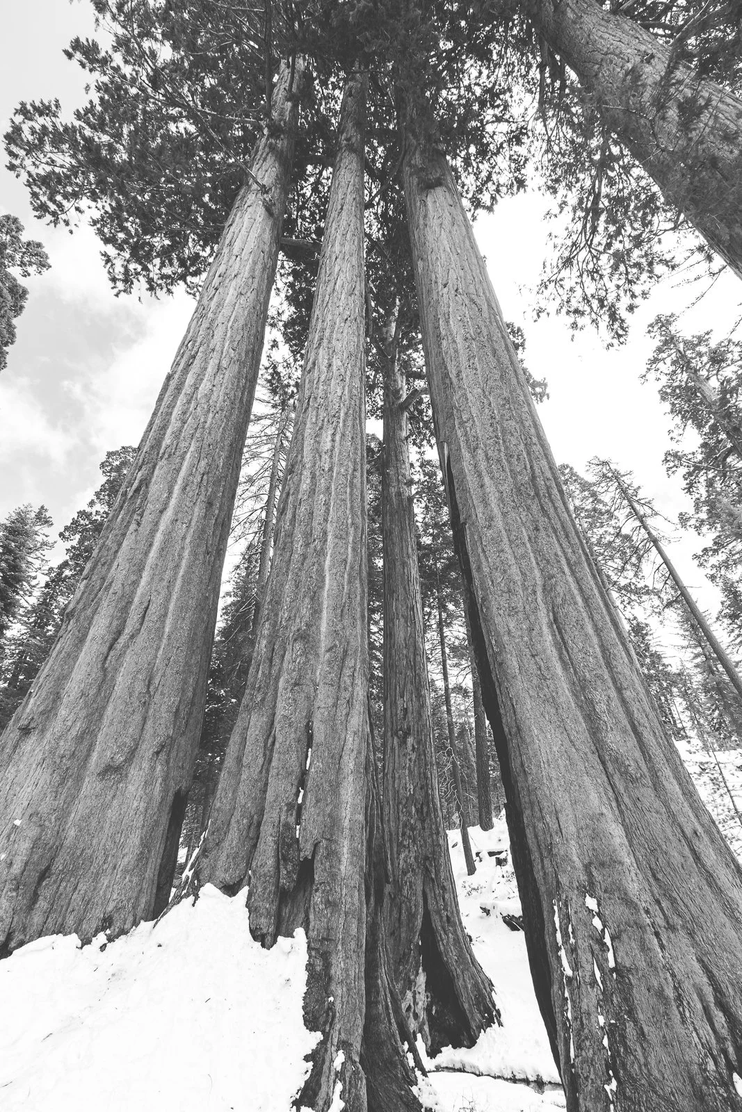 Gross plan d'étages d'une forêt de séquoias dans la neige avec plusieurs grands arbres majestueux.