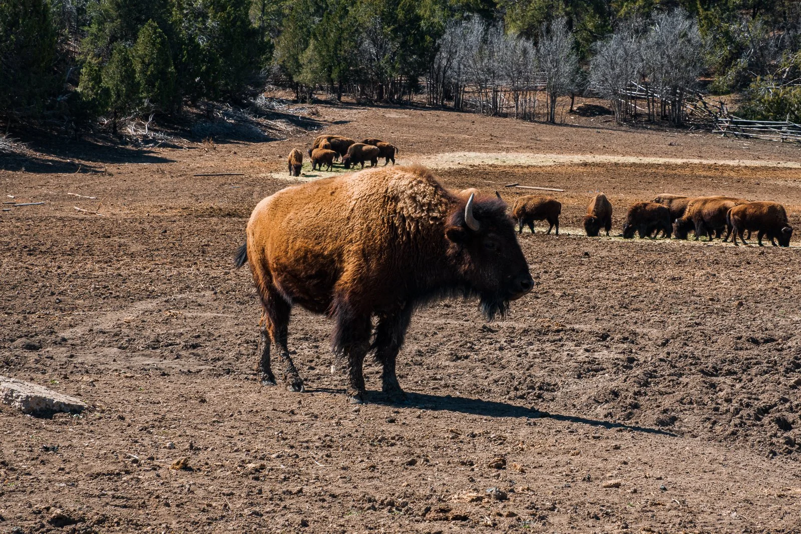 Un troupeau de bisons dans un paysage désertique avec des arbres en arrière-plan, certains bisons sont en train de paître.
