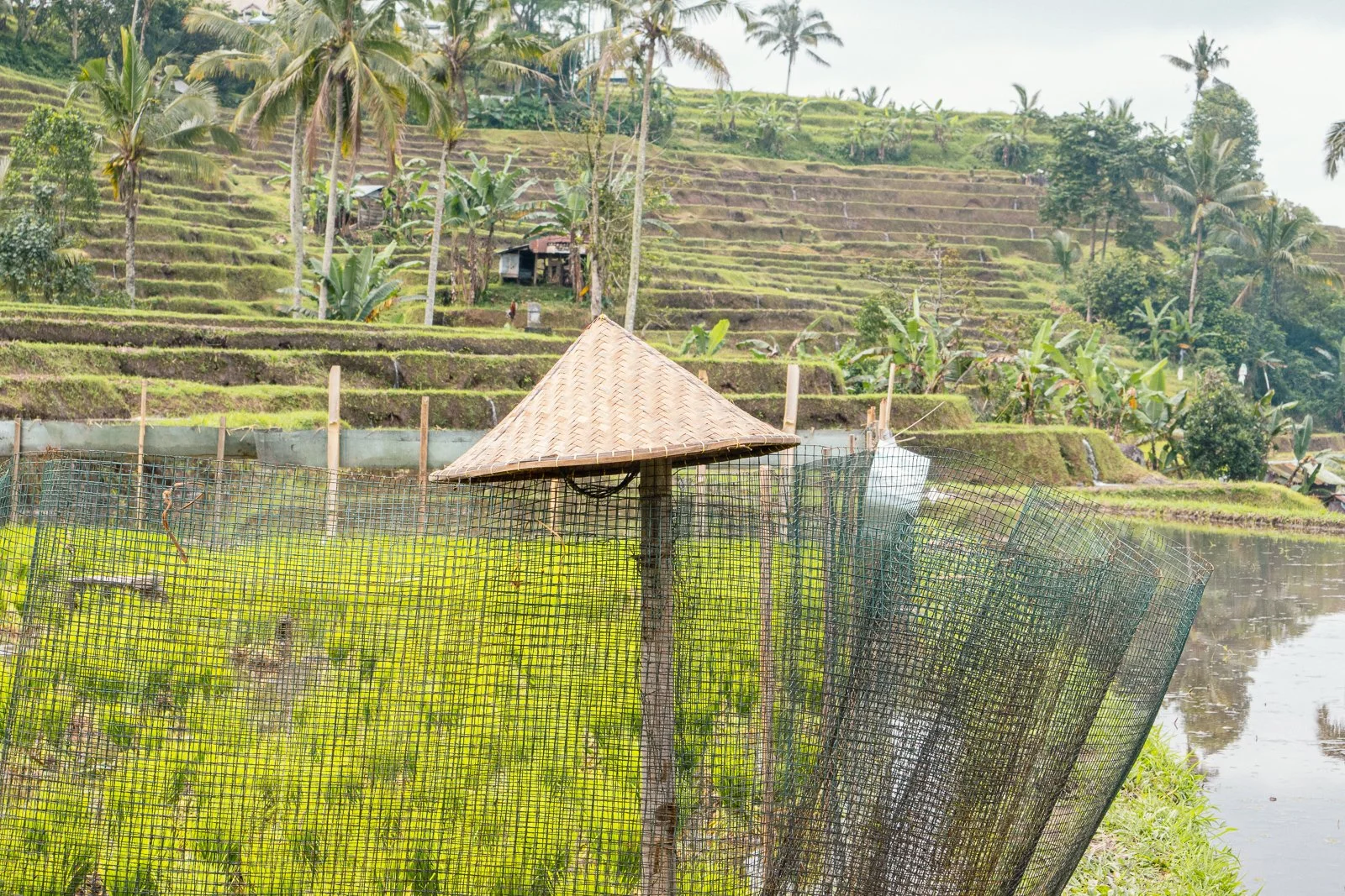 Paysage de rizières en terrasses avec une petite cabane en bambou et un filet de pêche au premier plan, dans un environnement tropical