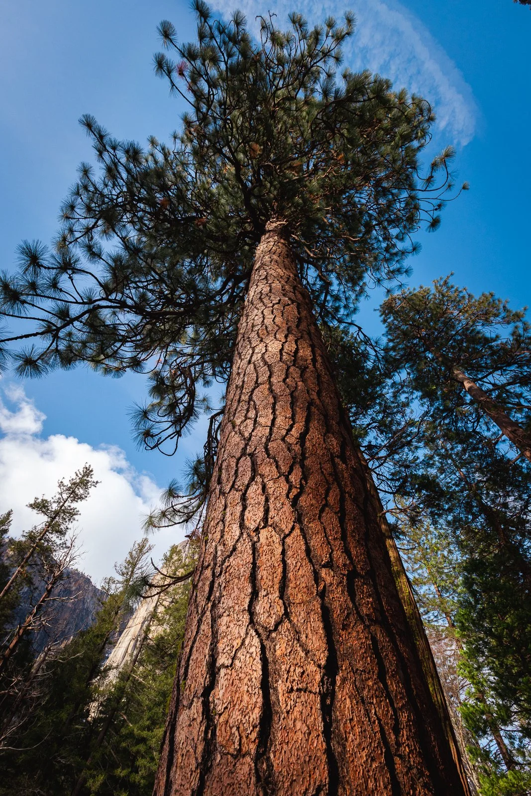 Une photo vue de bas en haut d'un grand arbre avec un tronc épais et une forêt en arrière-plan, sous un ciel bleu avec quelques nuages.