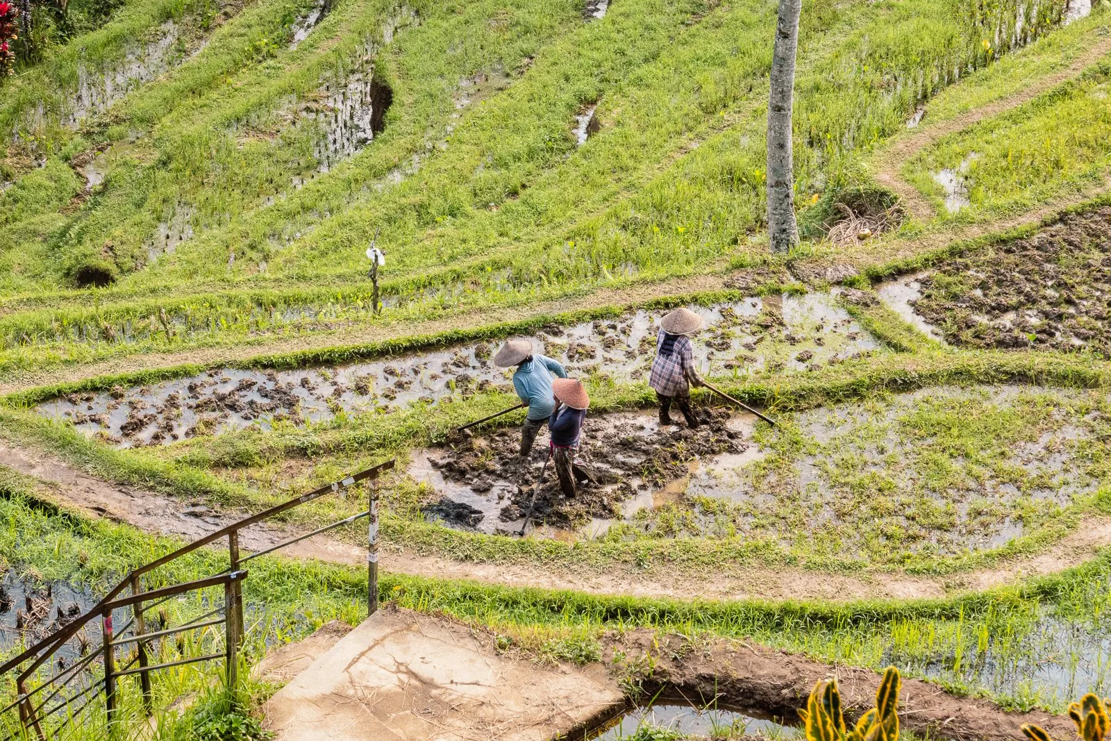 Trois personnes travaillent dans un champ de culture en terrasses, portant des chapeaux traditionnels, cultivant le sol humide dans un environnement rural. 