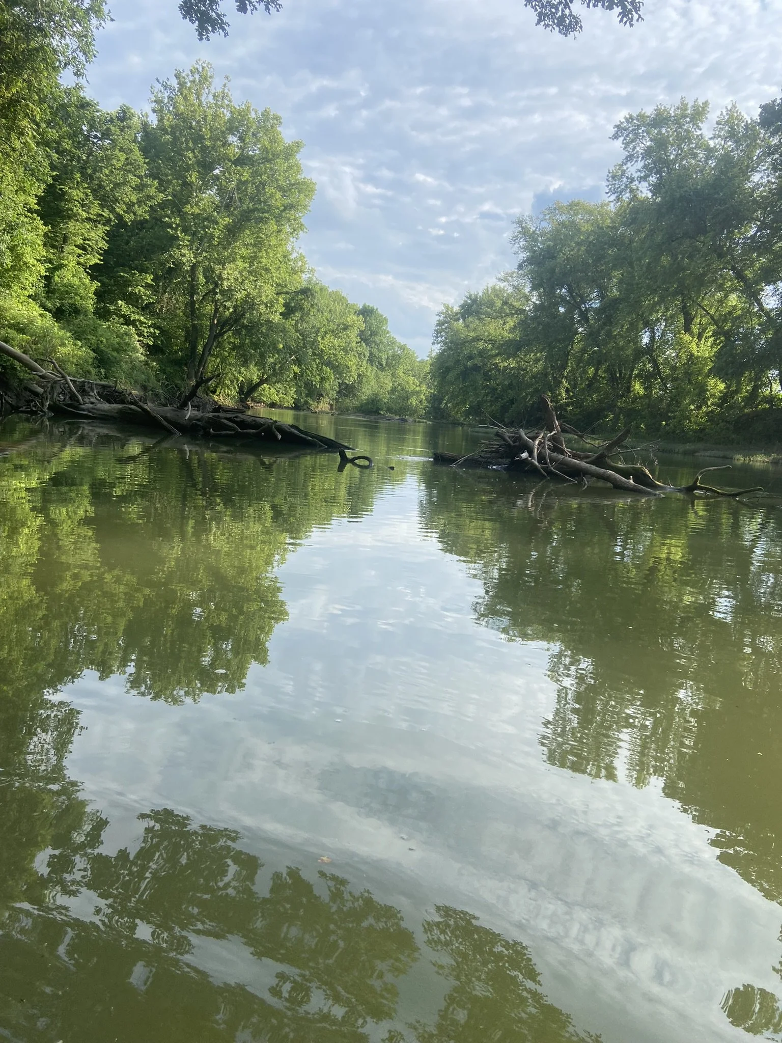 A calm river flowing through a lush green forest, with trees leaning over the water and fallen branches partly submerged, under a partly cloudy sky.