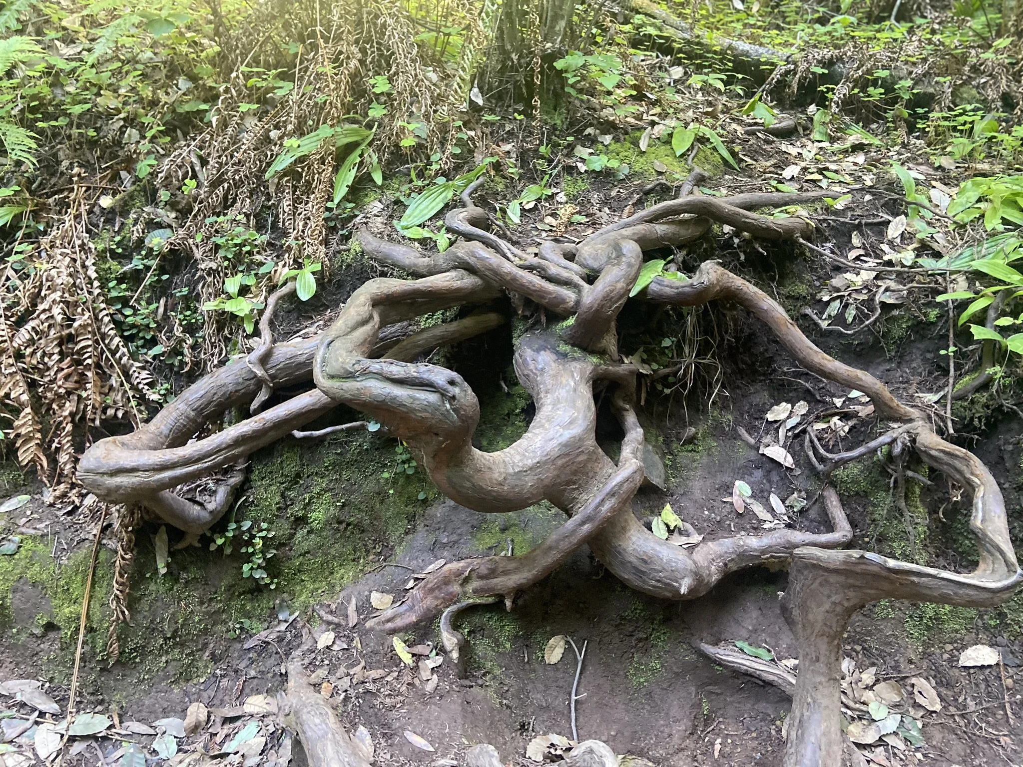 Earth Energy represented by a gnarled tree roots sprawling across the forest floor amidst green foliage and moss.