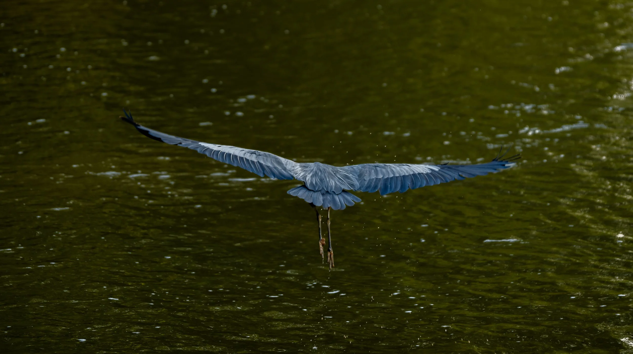 bird-2.JPG