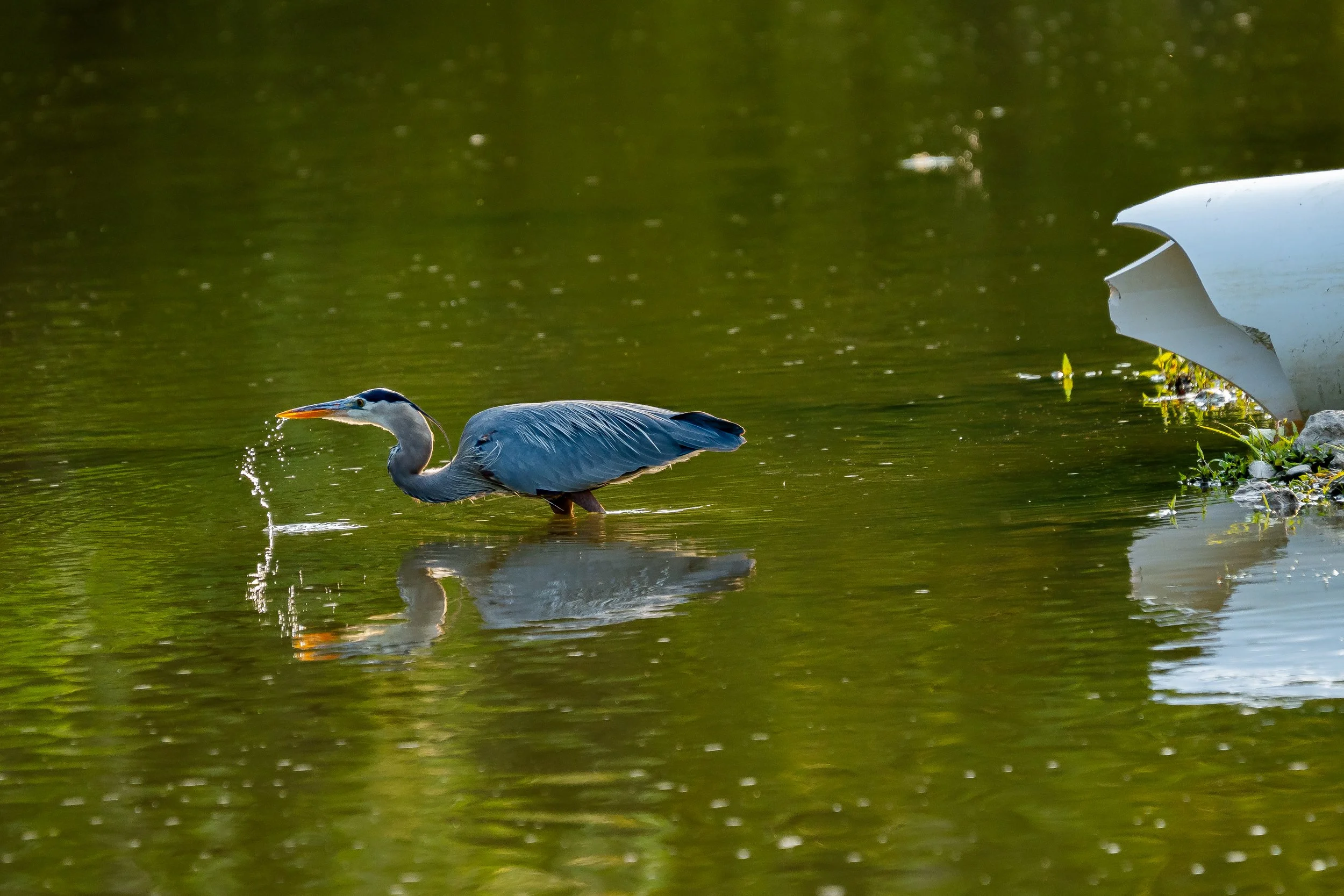 bird-8.JPG