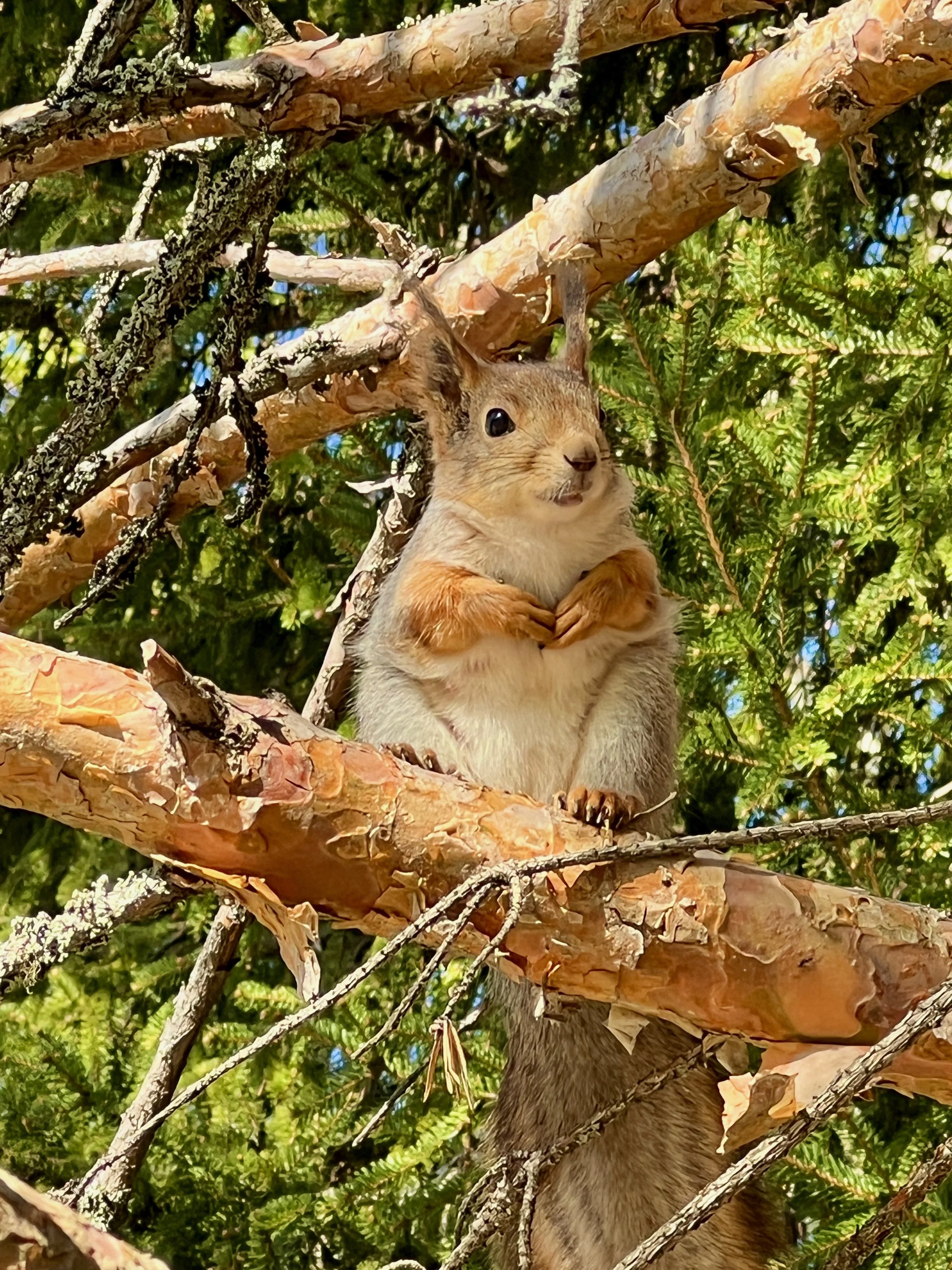 A squirrel perched on a tree branch with dense green foliage in the background.
