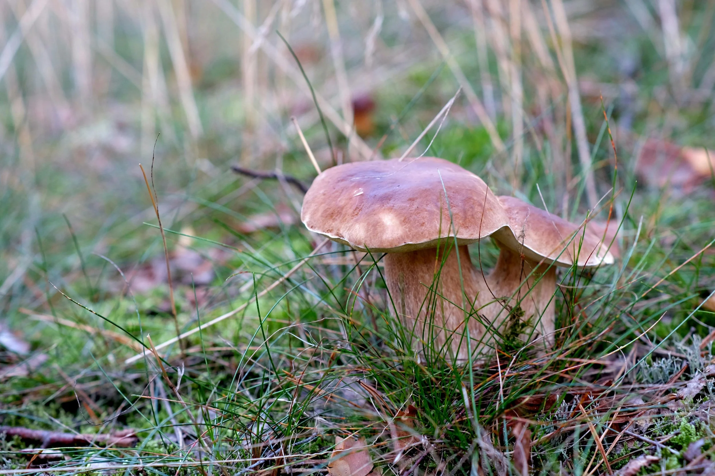 A brown mushroom growing in a grassy area with green and brown grass and some dried leaves.