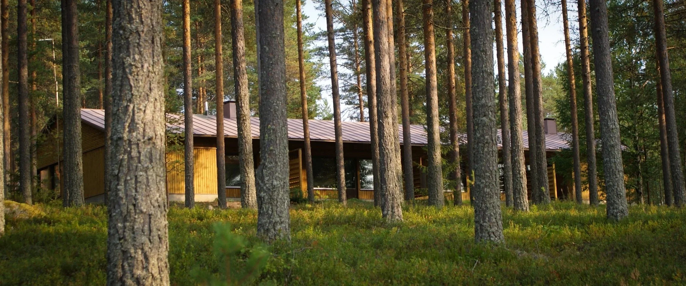 A house with a metal roof partially visible among tall pine trees in a forest setting.