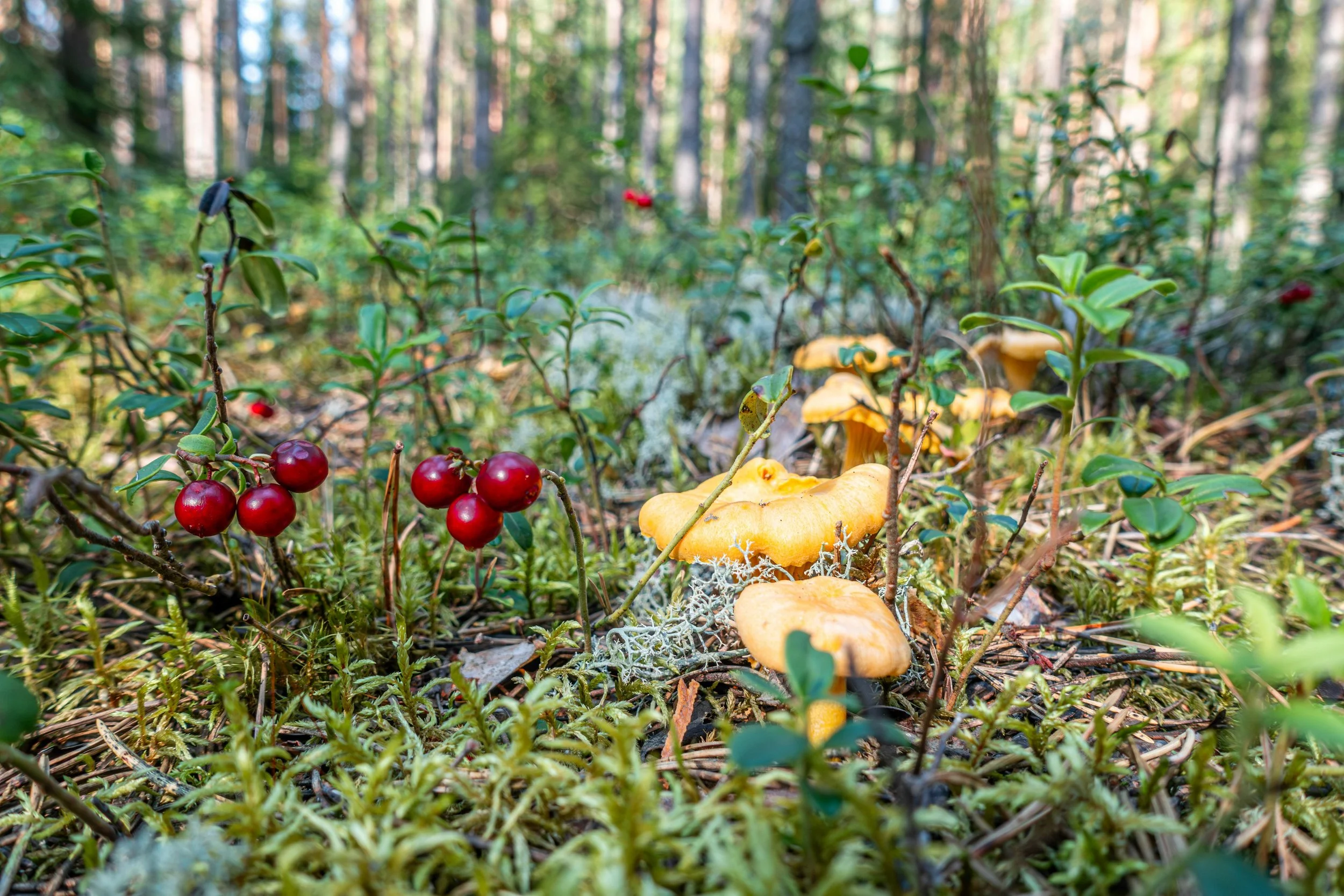 Red berries, yellow mushrooms, and green plants growing on forest floor with trees in background.
