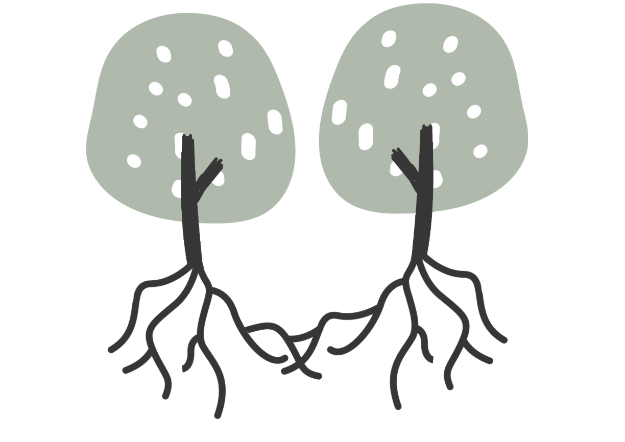 Illustration of two trees with green canopies and black roots, simple and stylized.