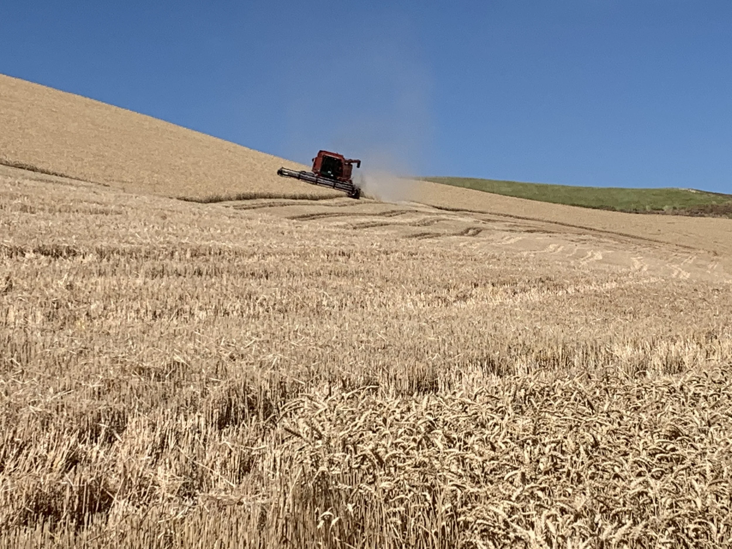 Wheat Harvest