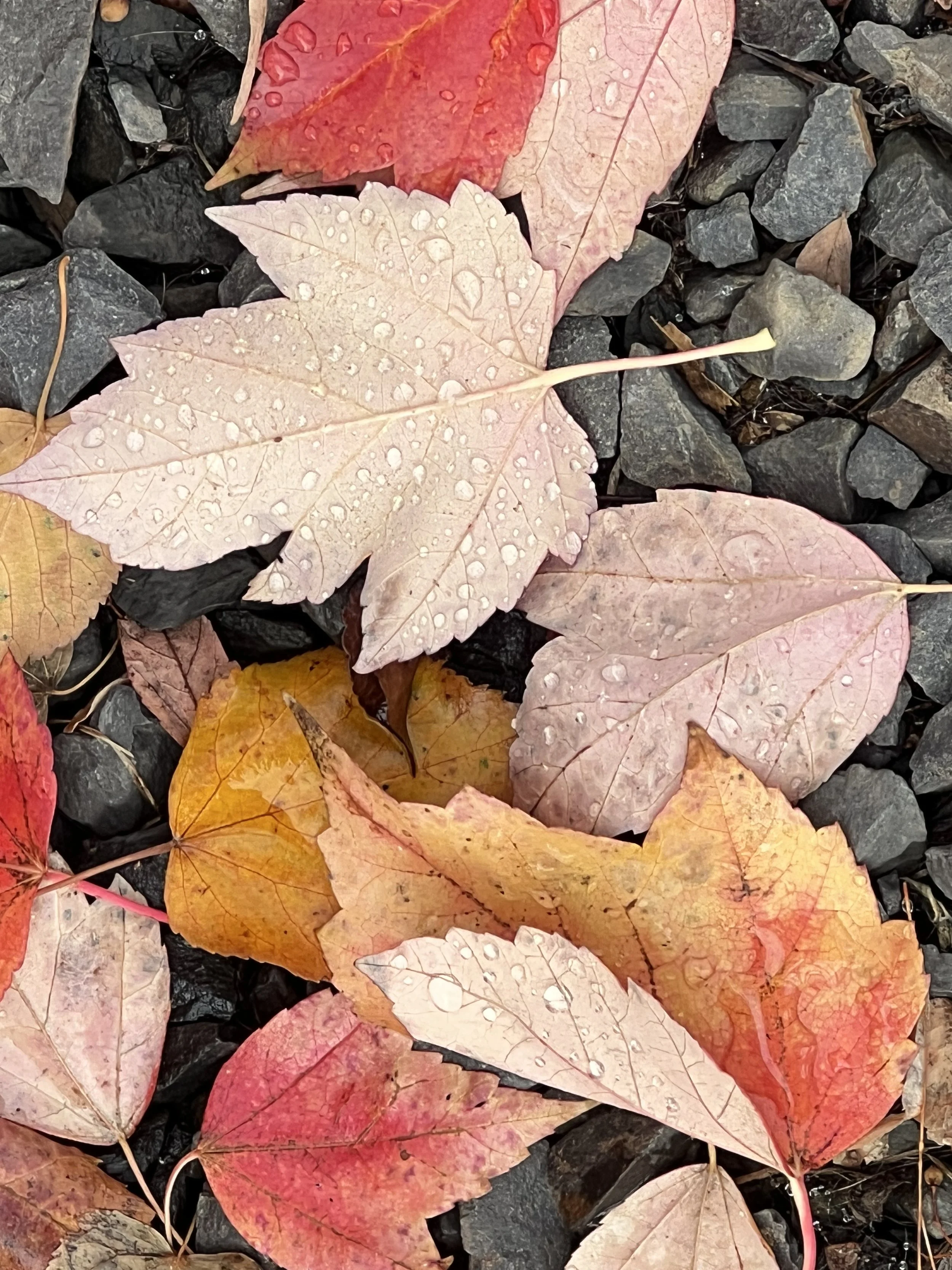 After the rain