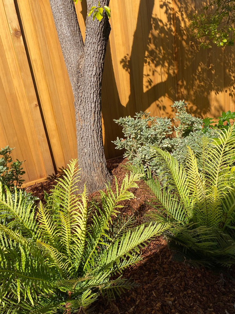 TNS-Lucas Valley-3.png