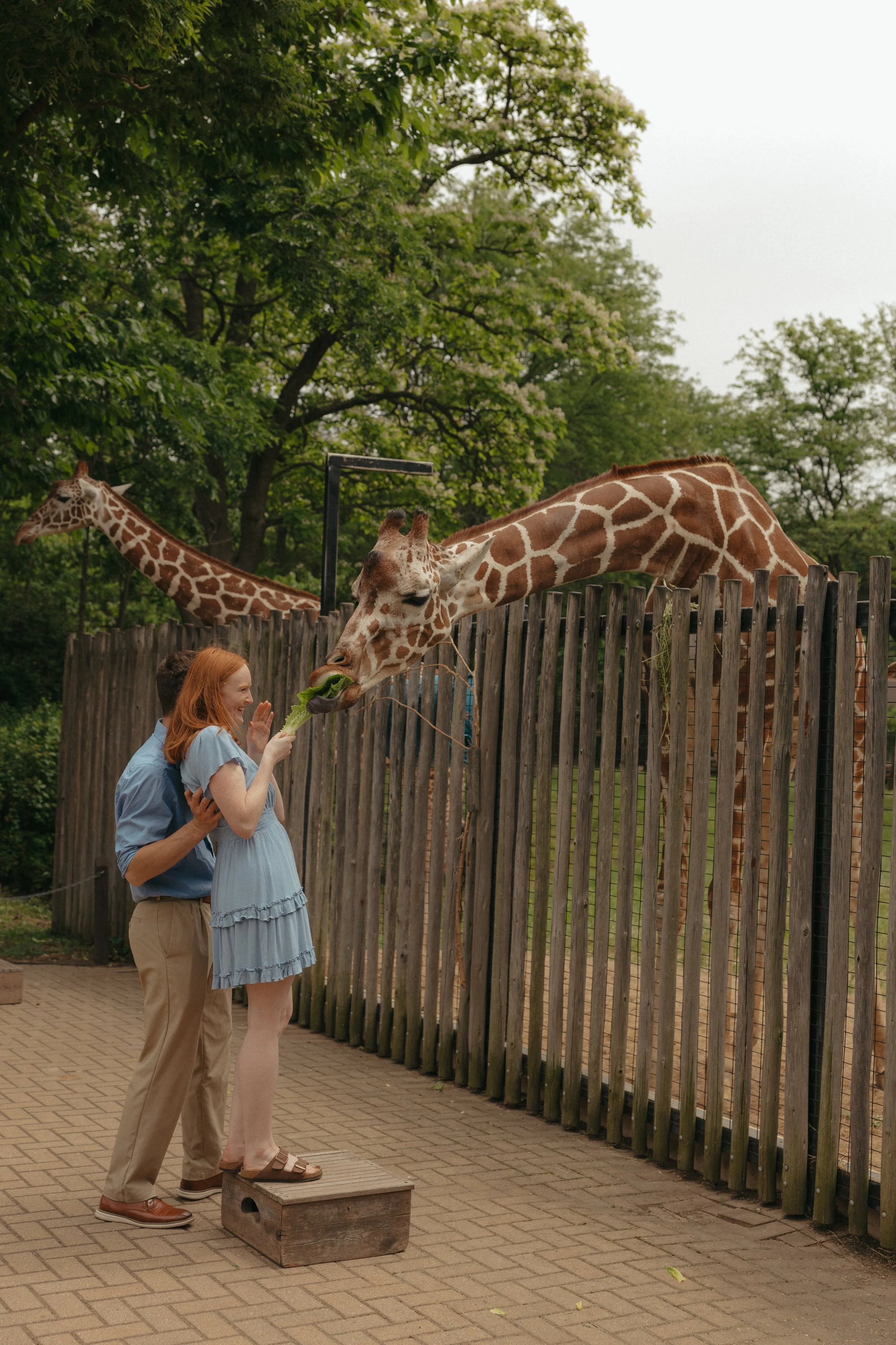 Isabel Marie Photography - Brookfield Zoo, Illinois