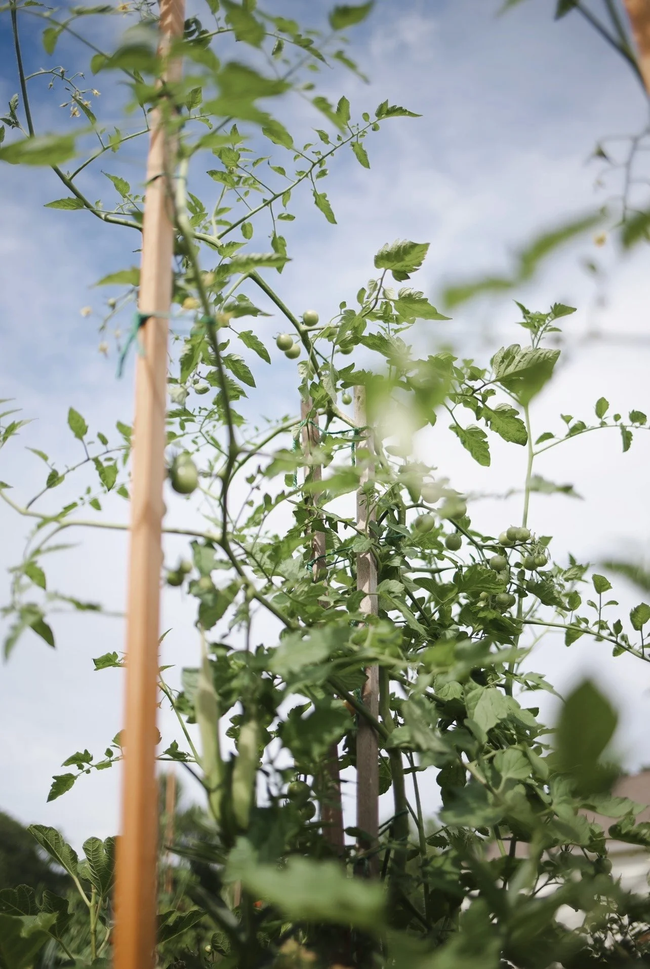 Green tomato plants supported by wooden stakes, set against a blue sky with some clouds.
