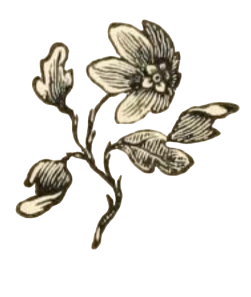 A vintage-style illustration of a flowering plant with multiple blossoms and leaves.