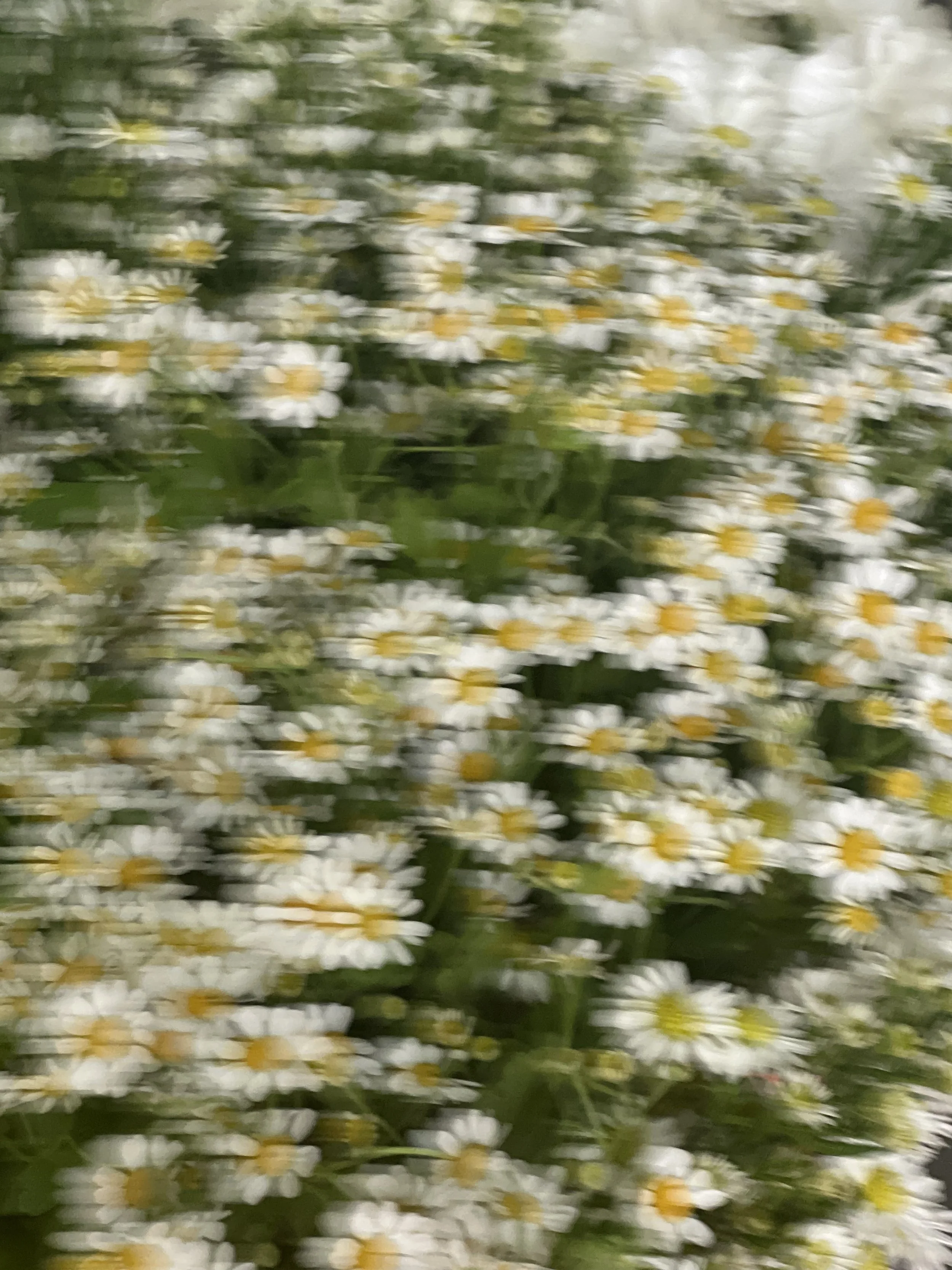 Blurred image of many small white flowers with yellow centers, likely daisies, on green stems and leaves.